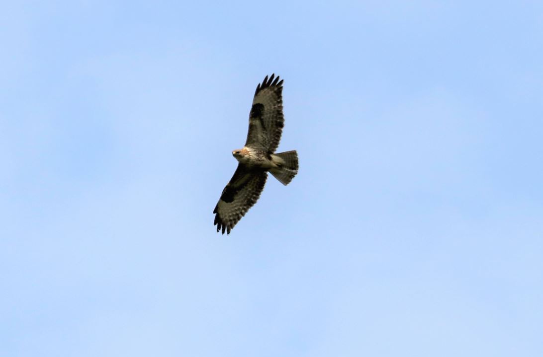 Buteo