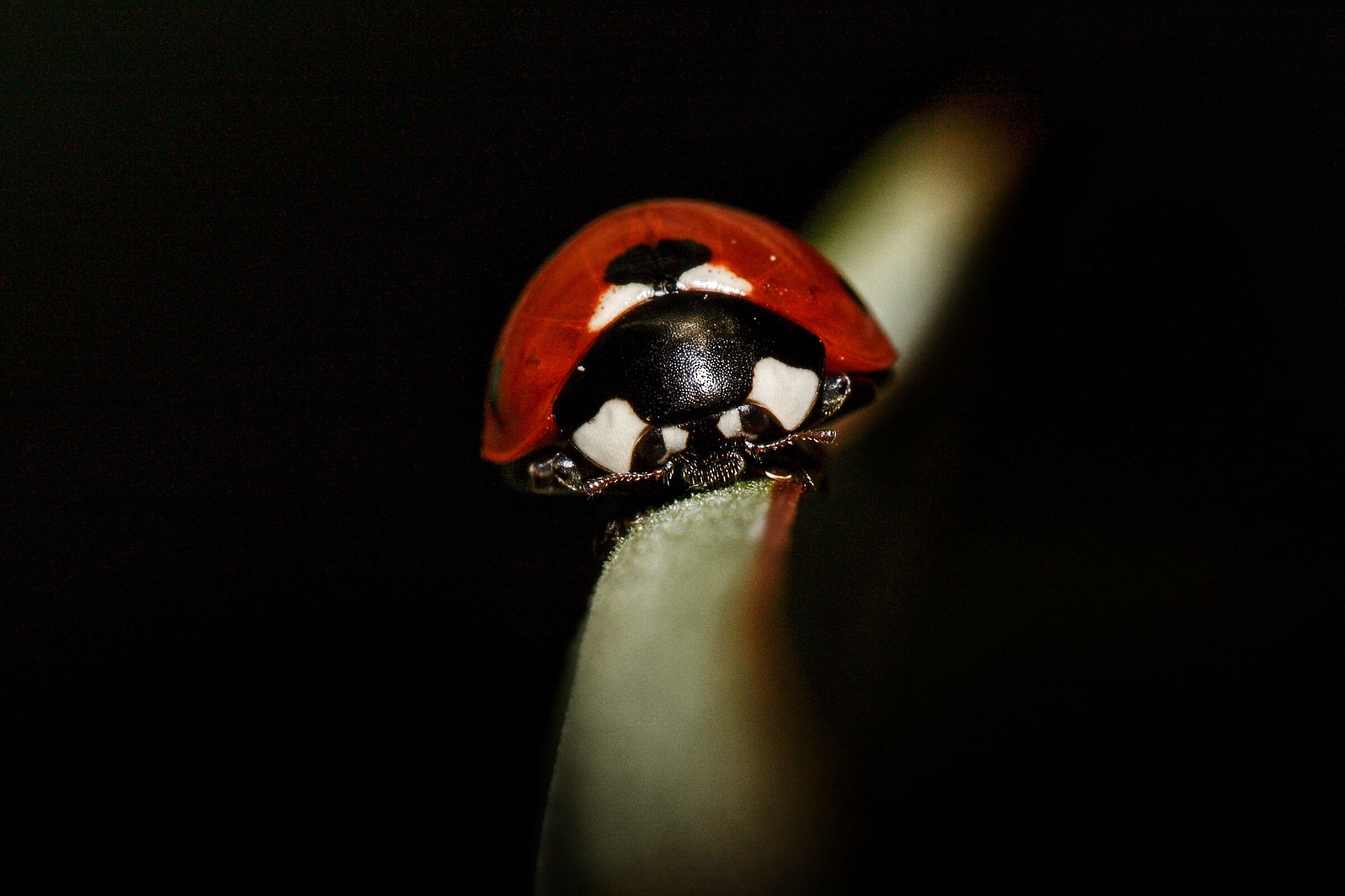 Coccinella