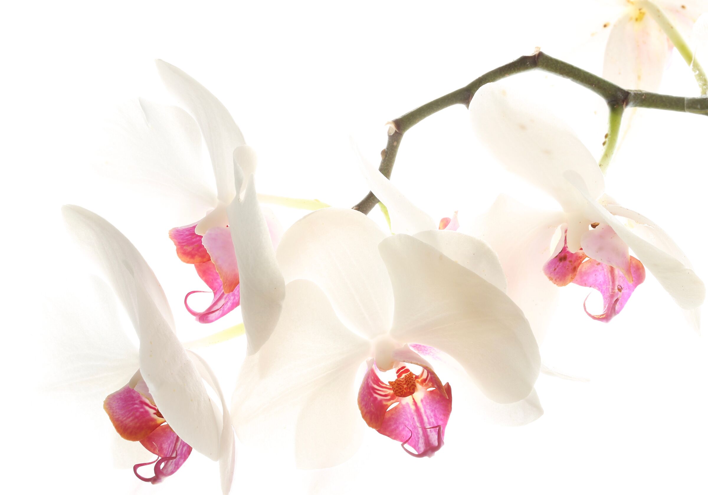 1.Orchidee