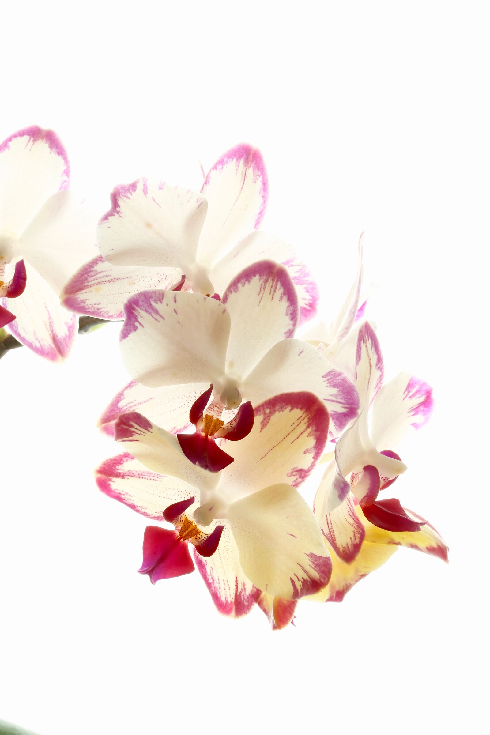 2.Orchidee