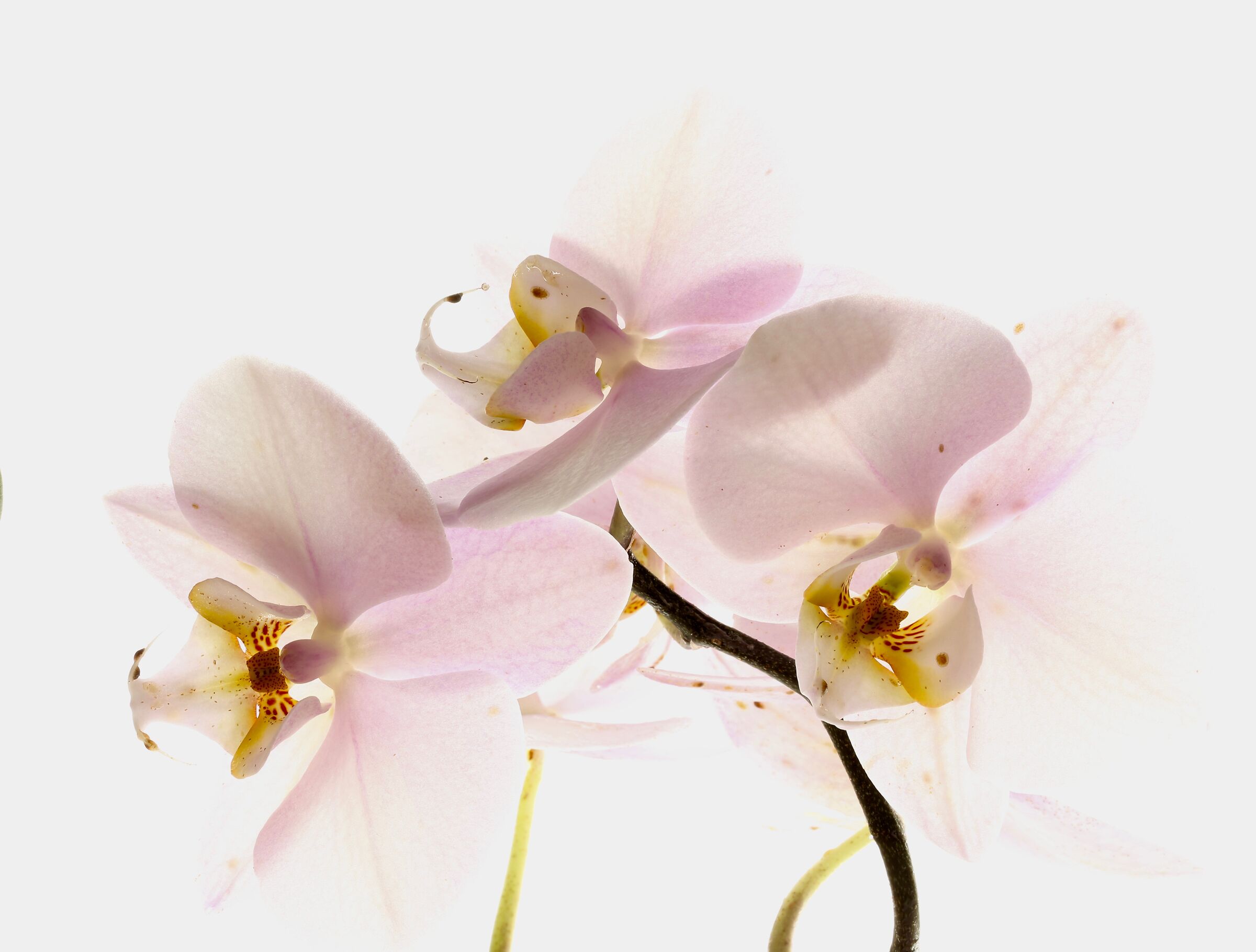 3.Orchidee