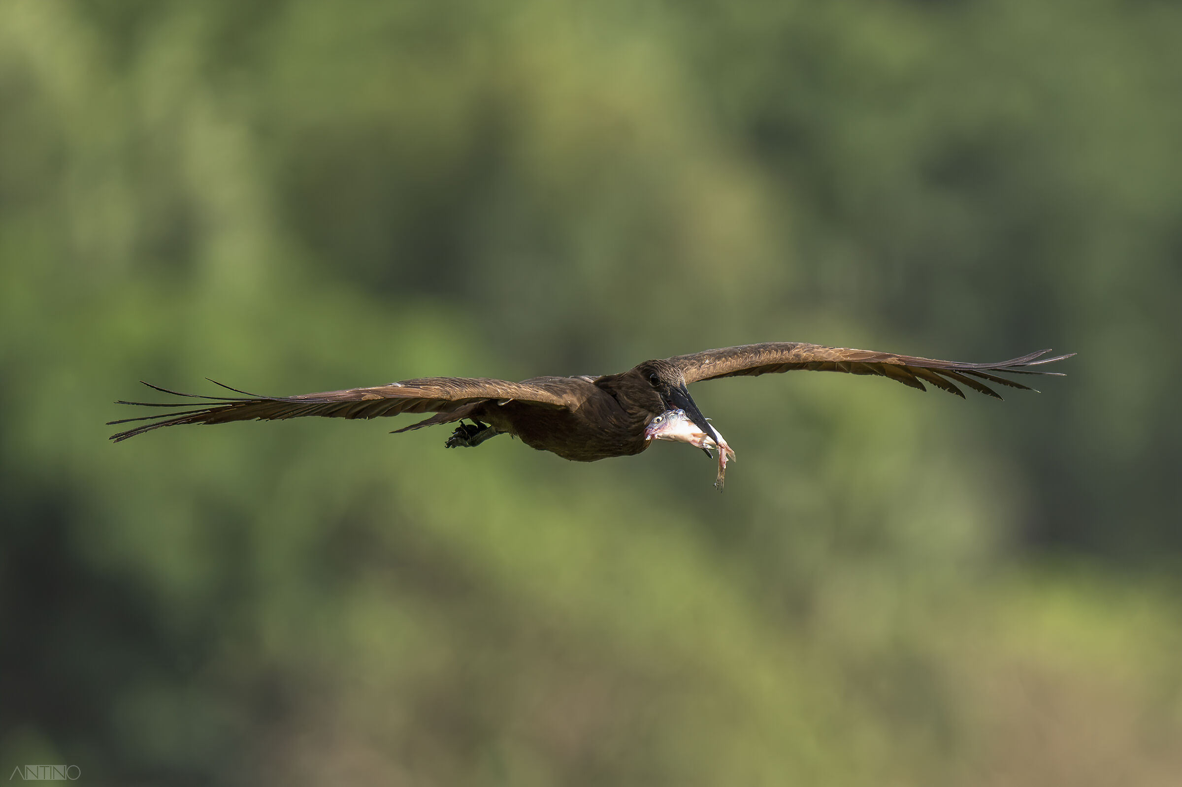 Umbretta, Scopus umbretta