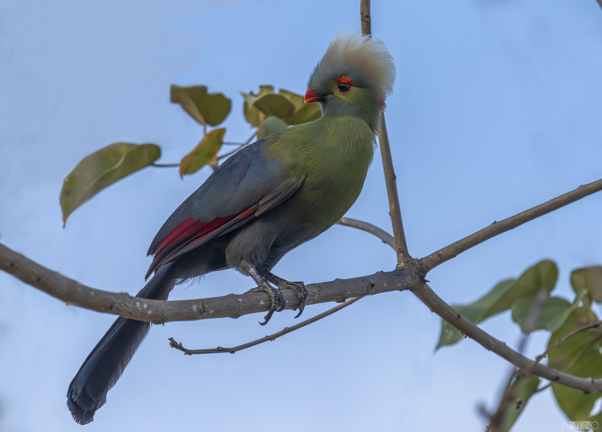 Turaco di Ruspoli, Tauraco ruspolii