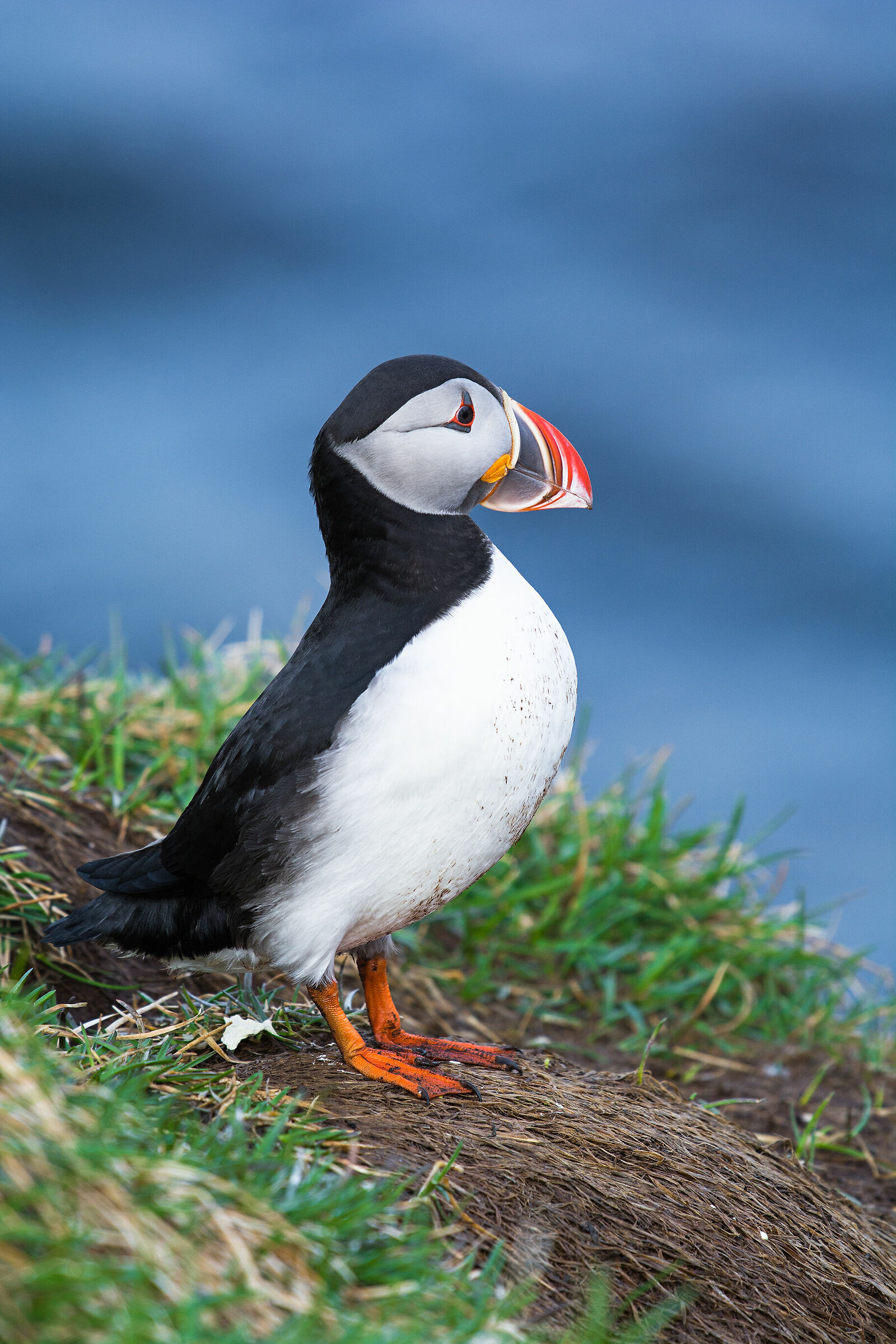 Puffin in Borgarfjar-ah-fn - 5