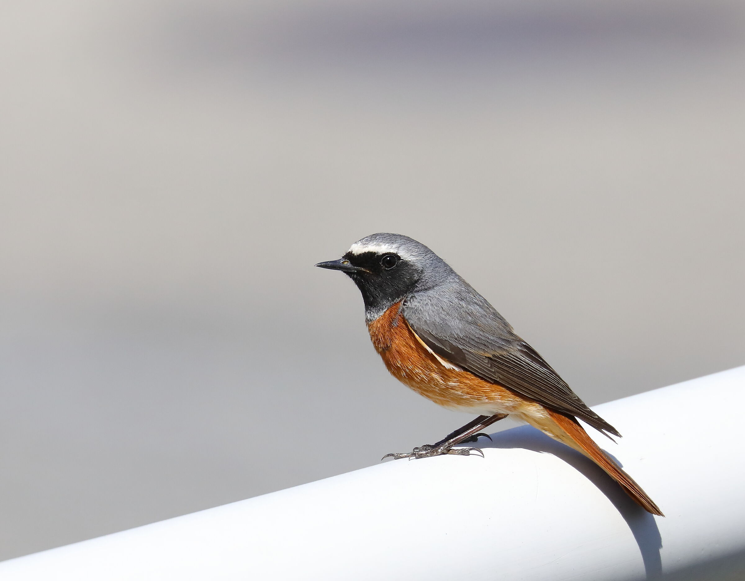 Codirosso comune (Phoenicurus phoenicurus)