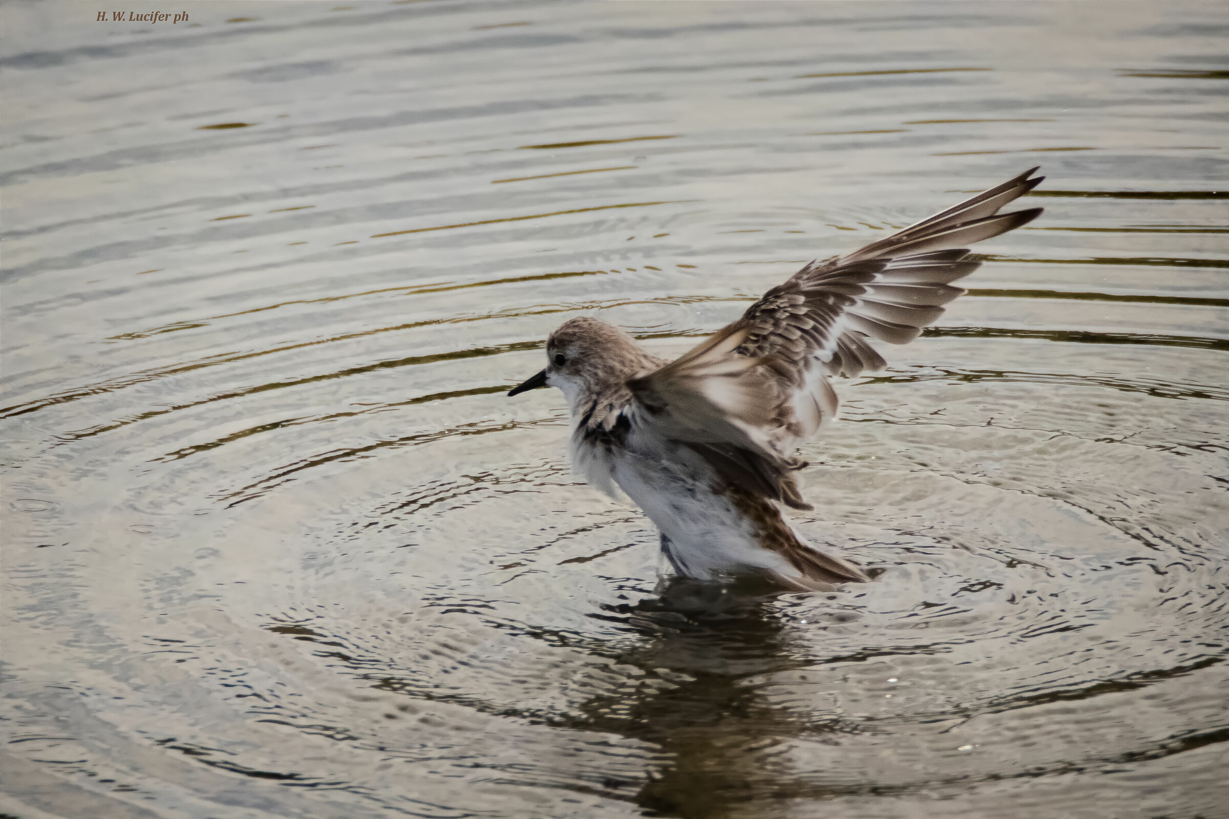 Cos'è? Piovanello pancianera, Gambecchio comune o...