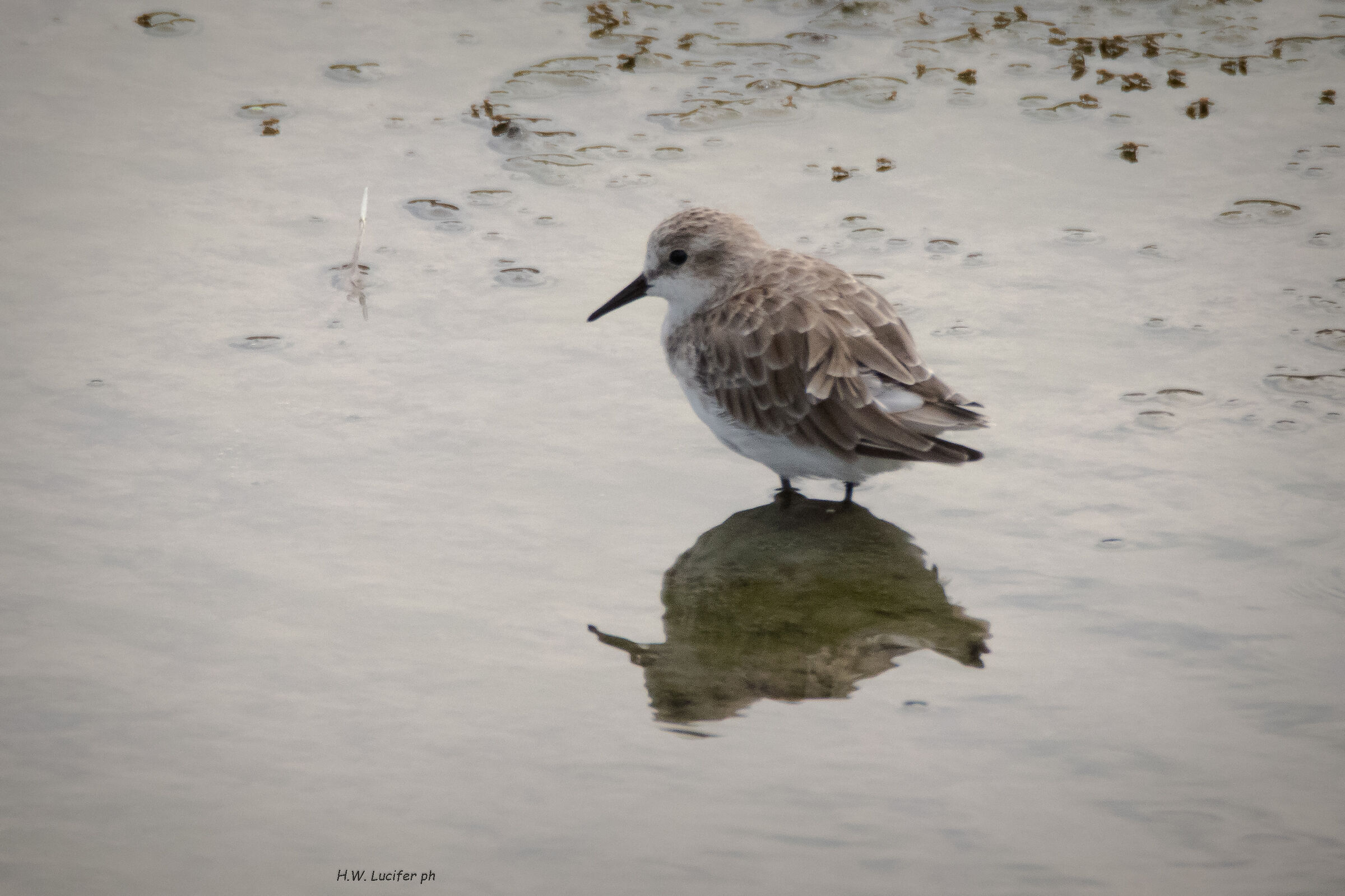 Always to determine the species