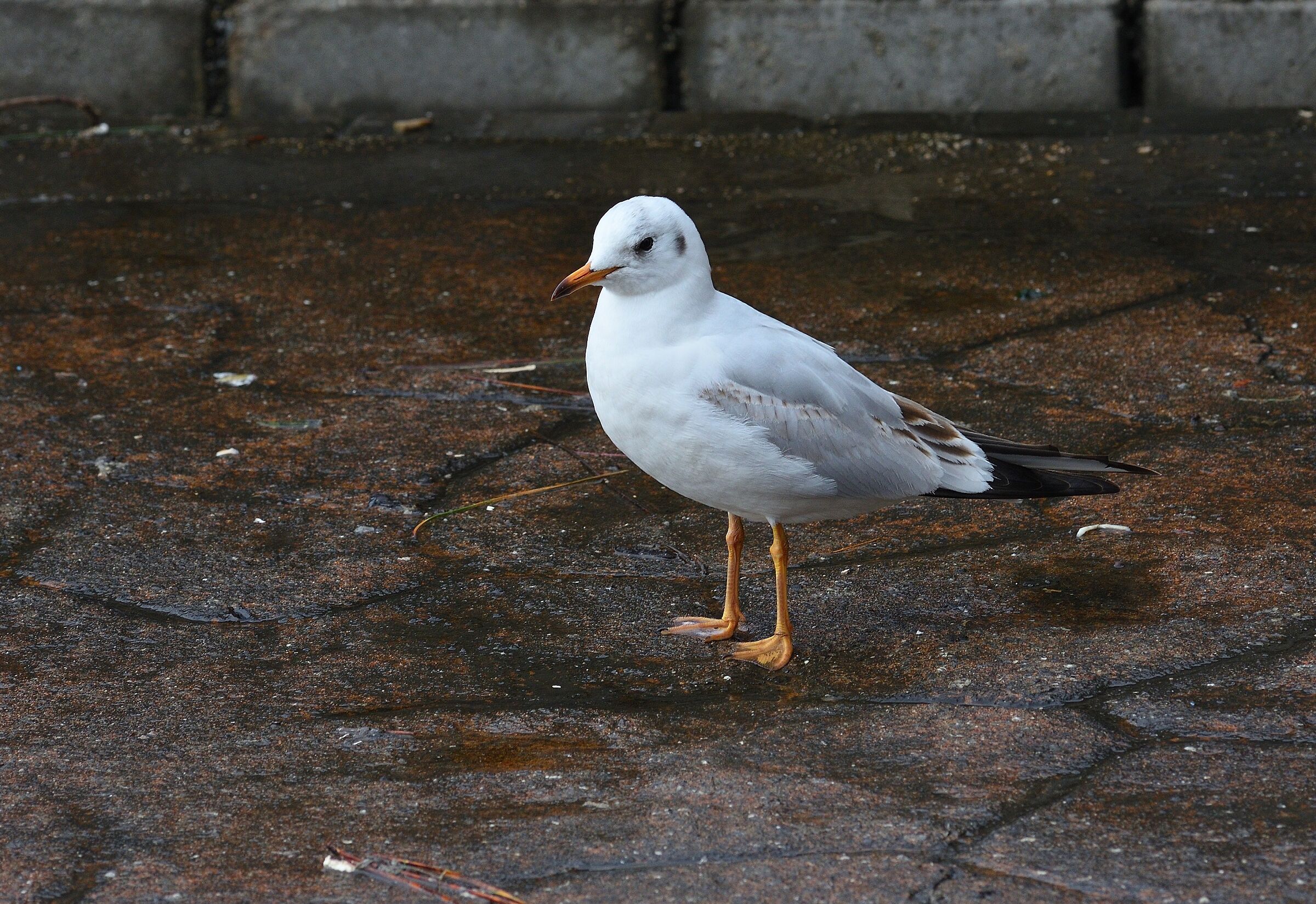 Coronavirus e tempi cupi..