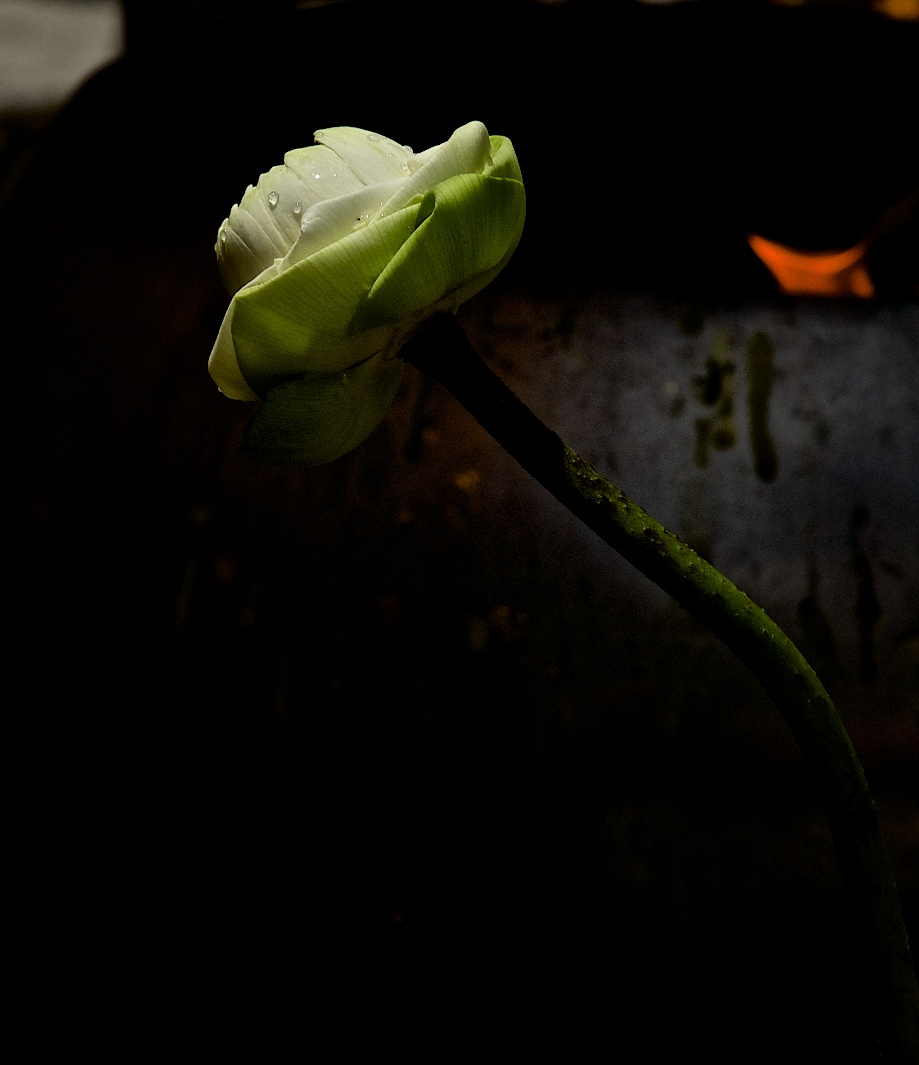 Offering to the temple