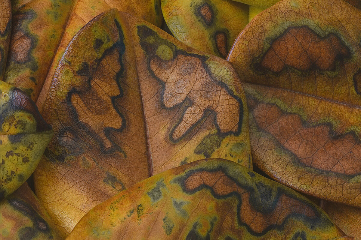 The magnolia tree also draws