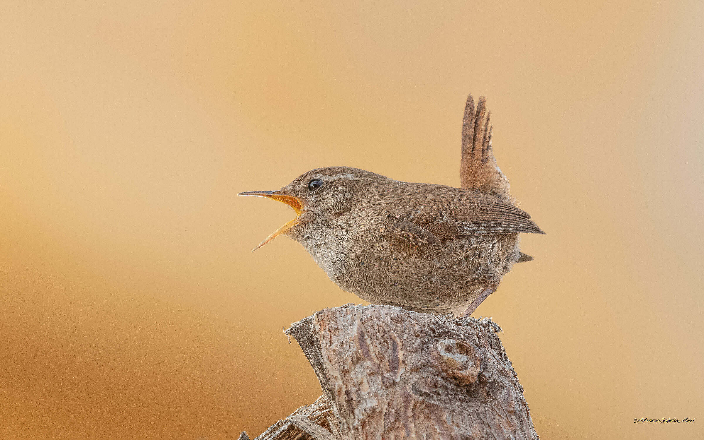 Wren
