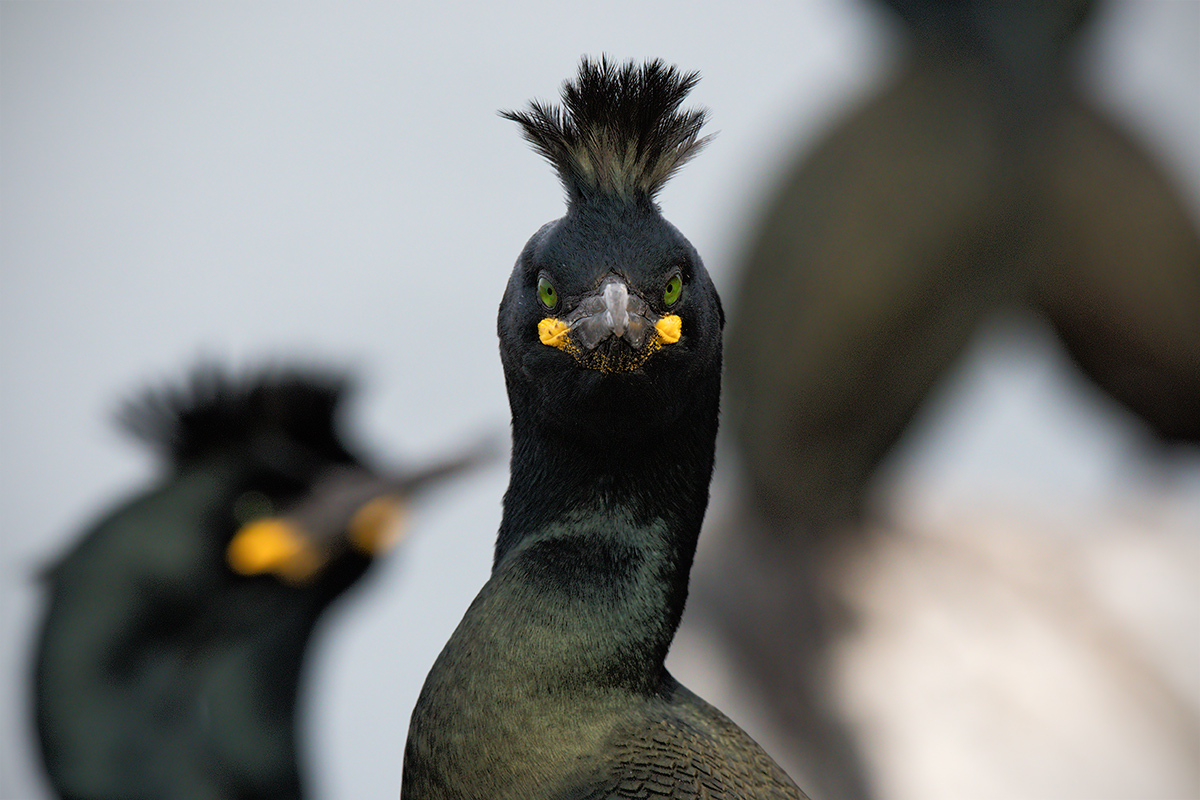 Sguardo (Marangone dal ciuffo)
