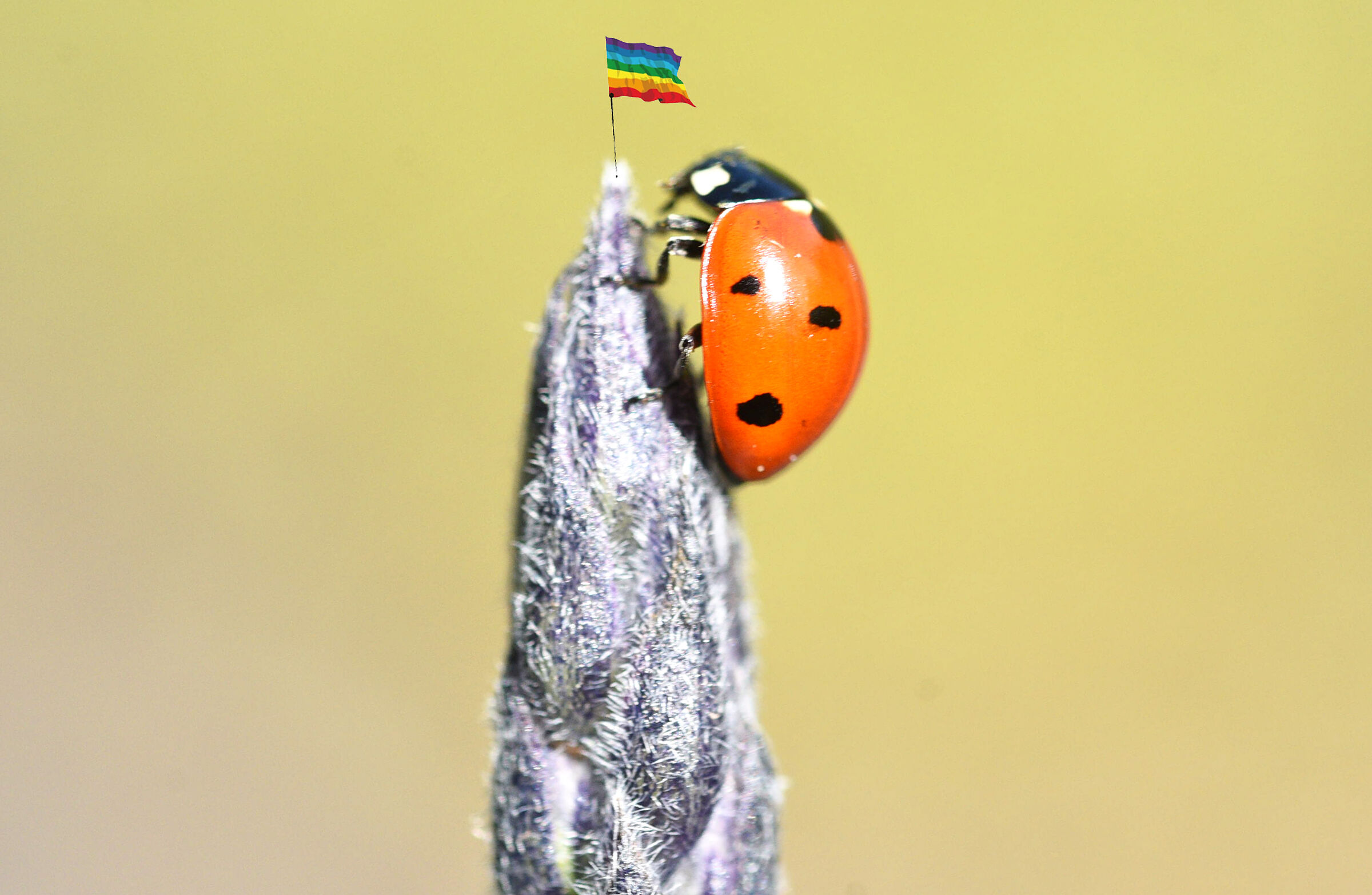 Ladybug and Everest (8888m)