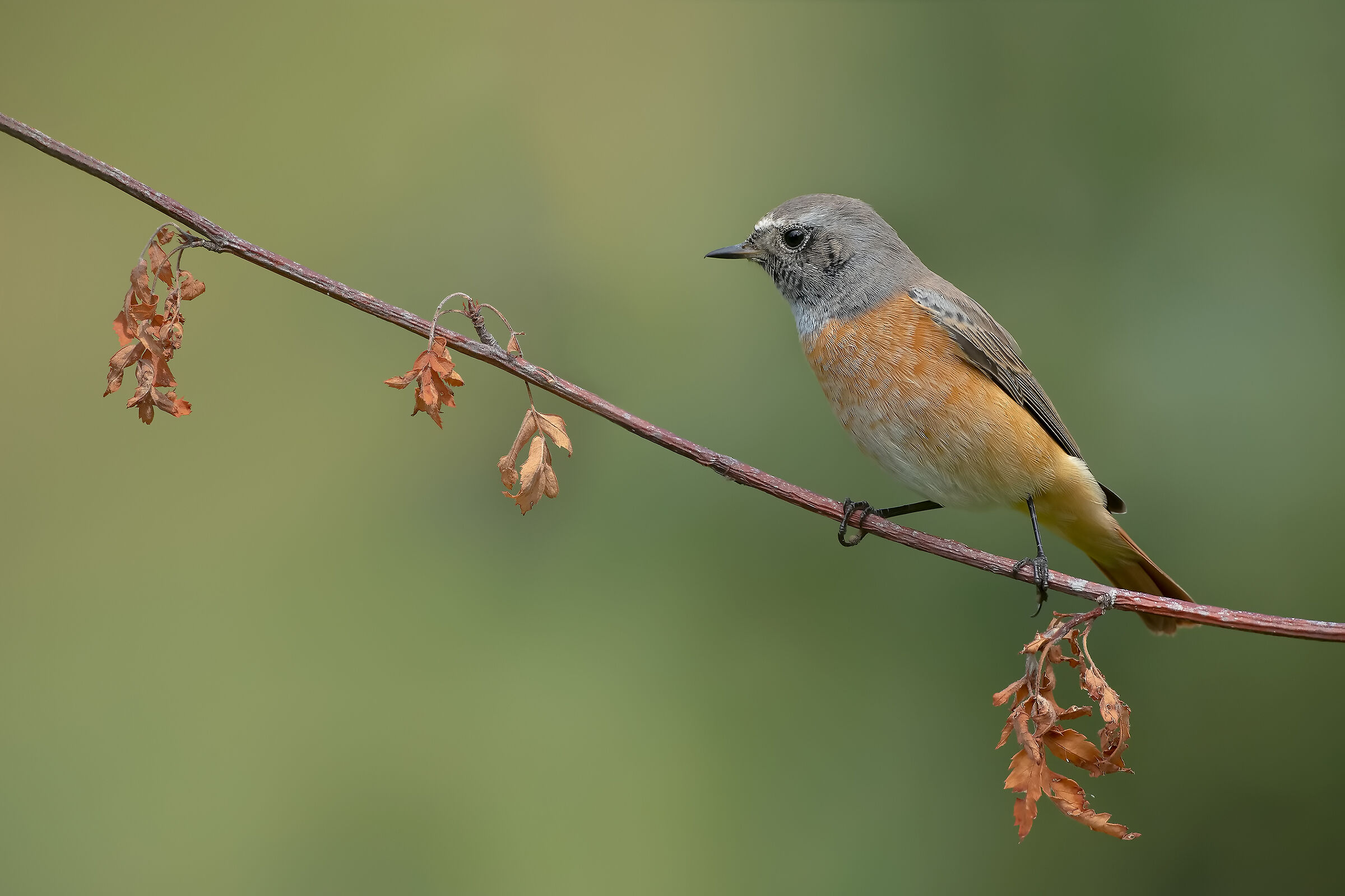 Codirosso juv. - Estatte 2019