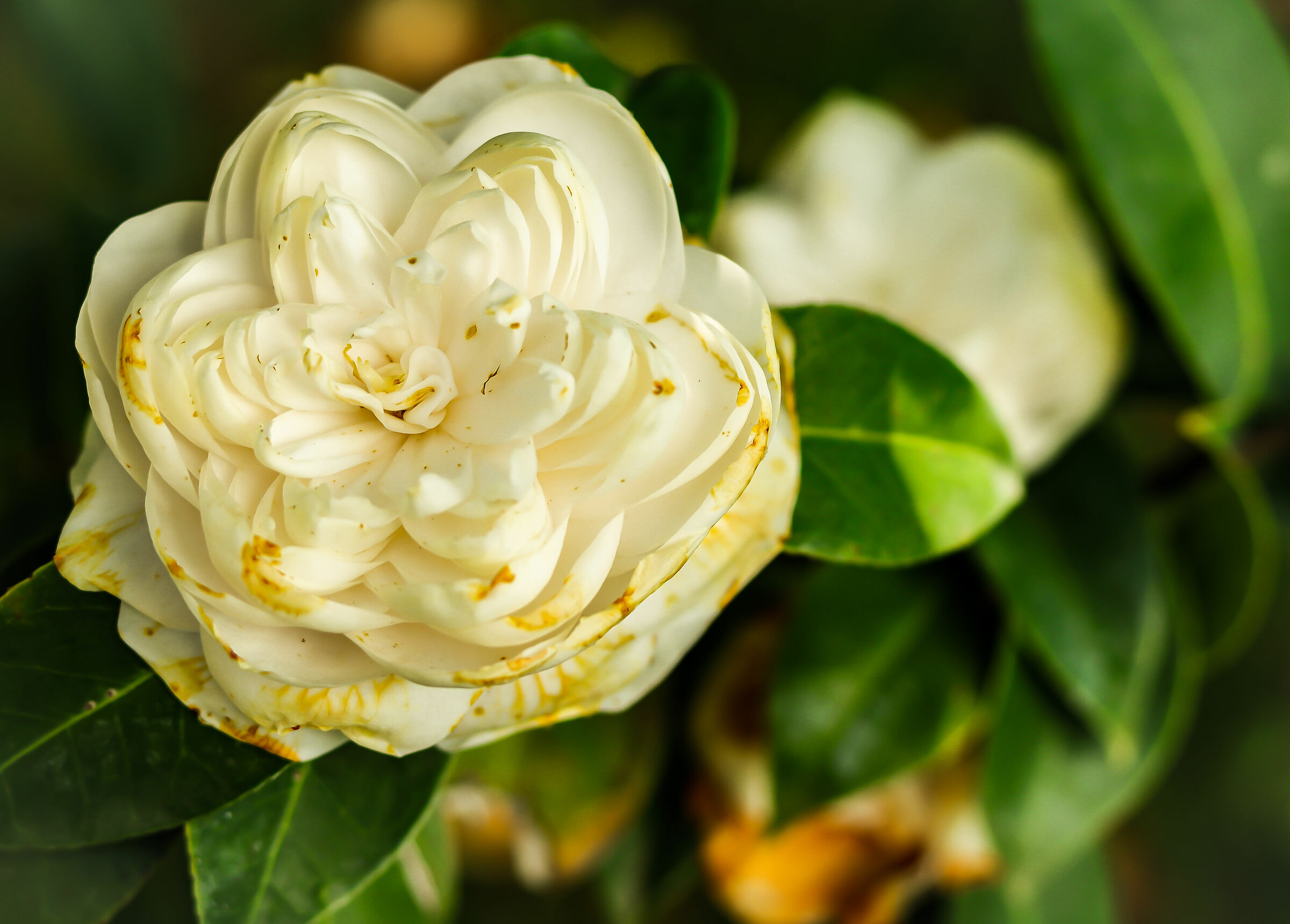 Rosa