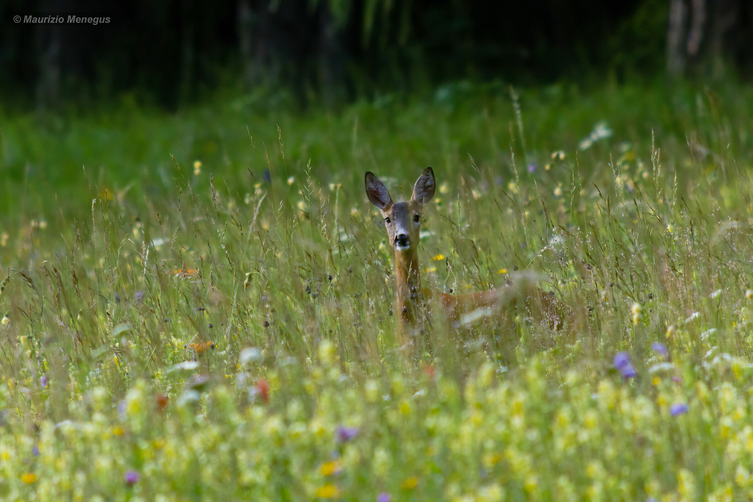 Capriolo femmina nel prato fiorito - giugno 2014