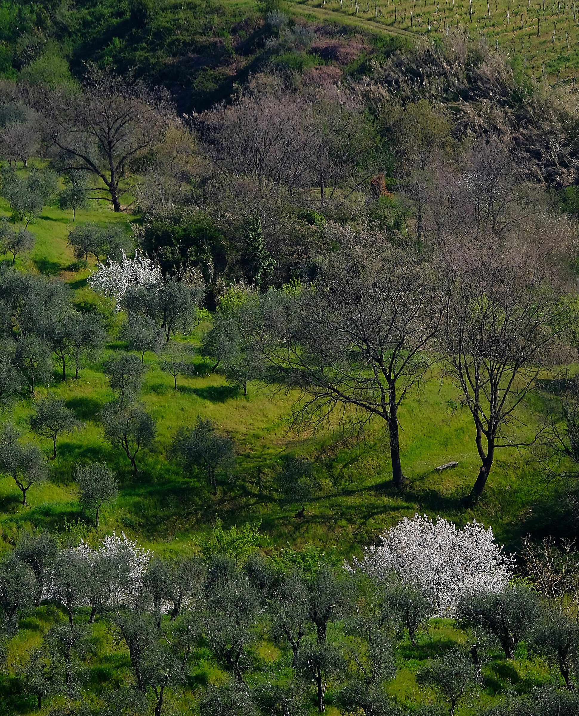 e' primavera....nonostante tutto