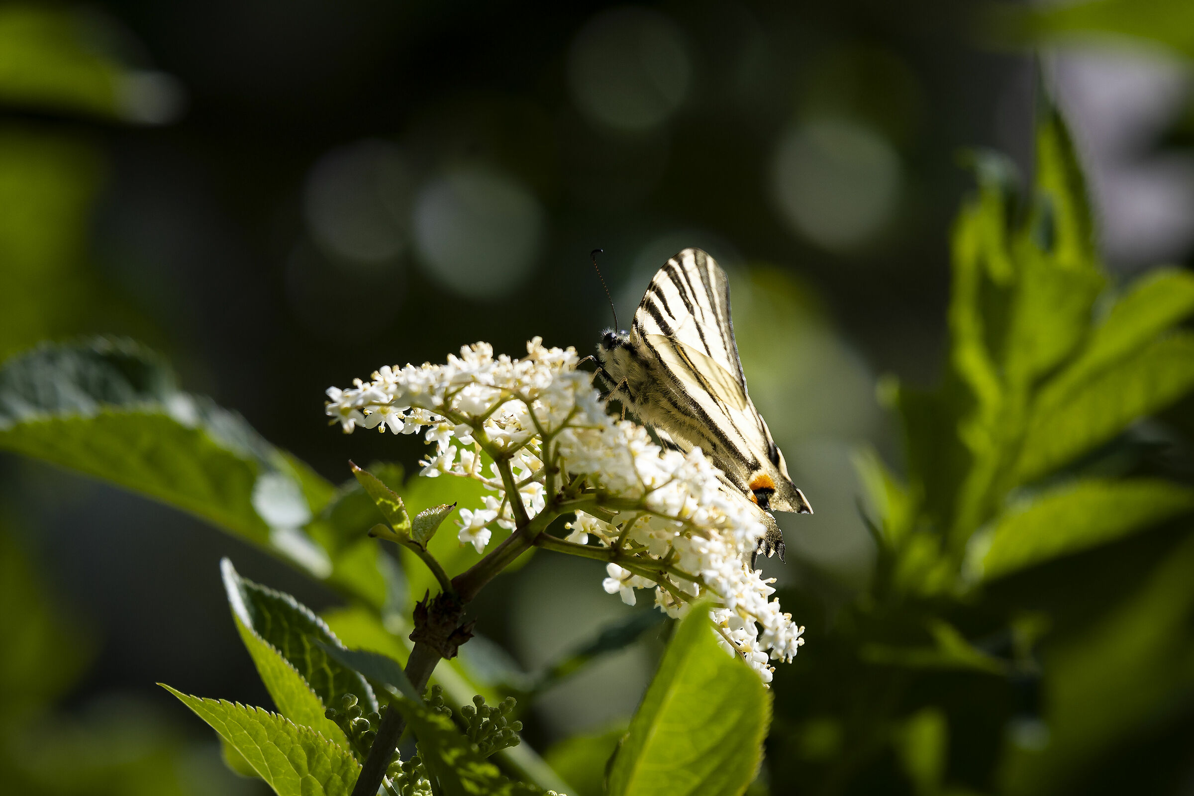 Macaone sui fiori del sambuco