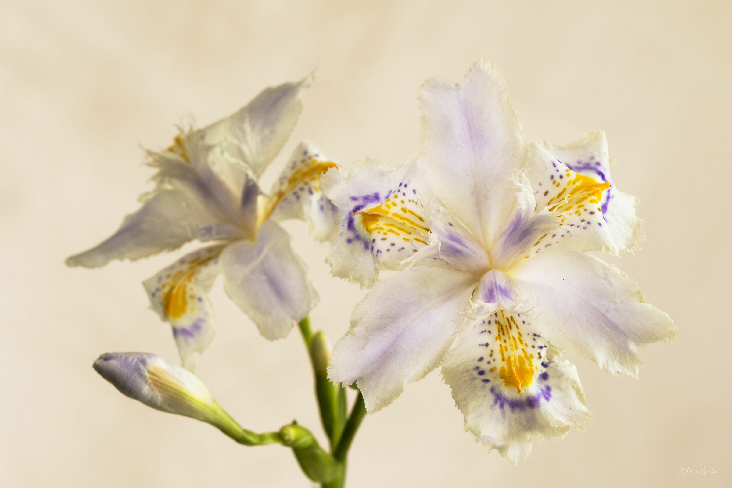 iris japonica