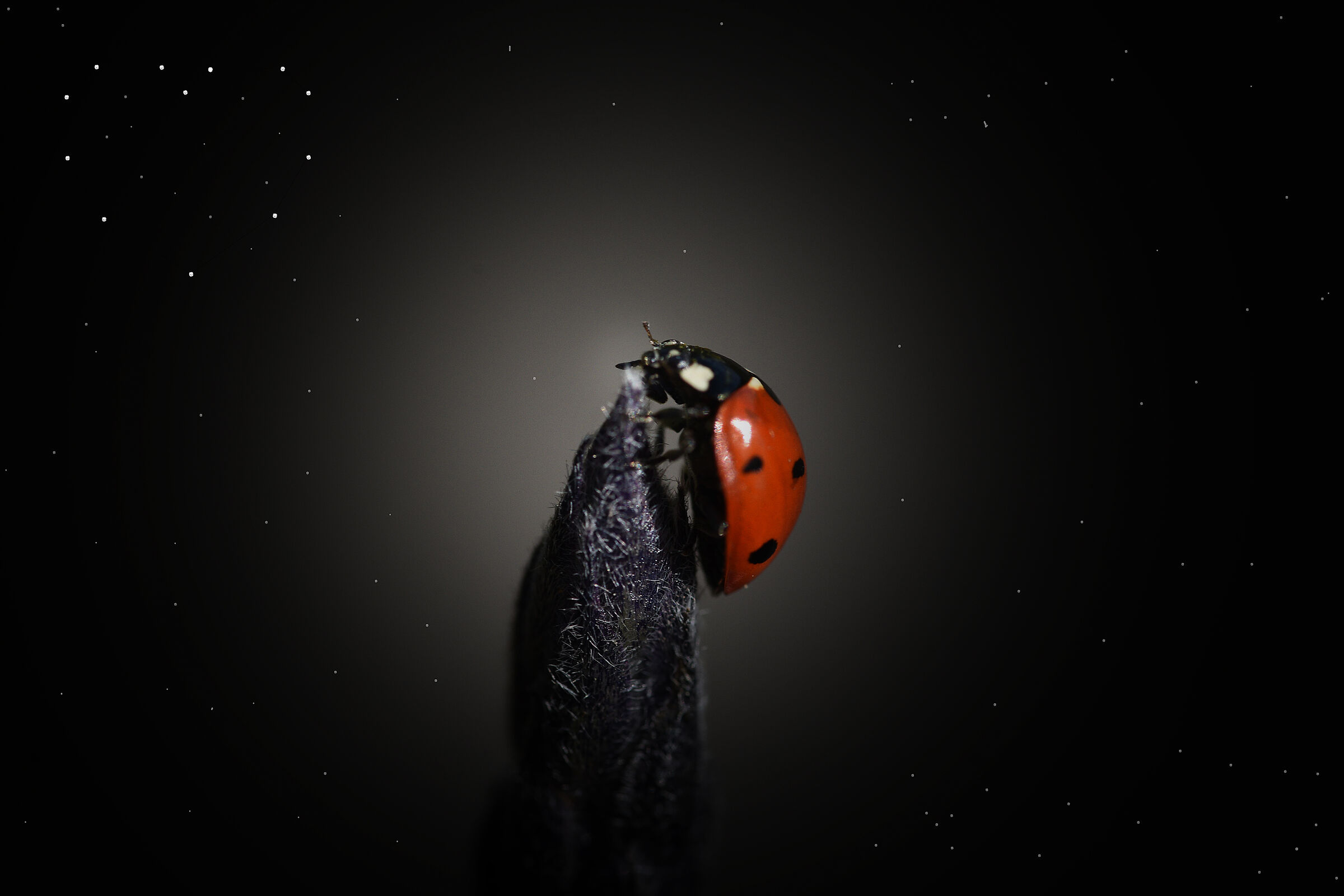 Ladybug and the constellation of the heart,
