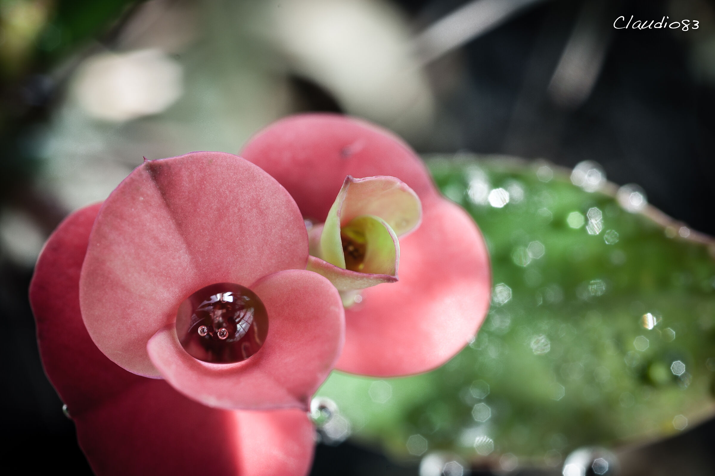 Flower of Euphoria...