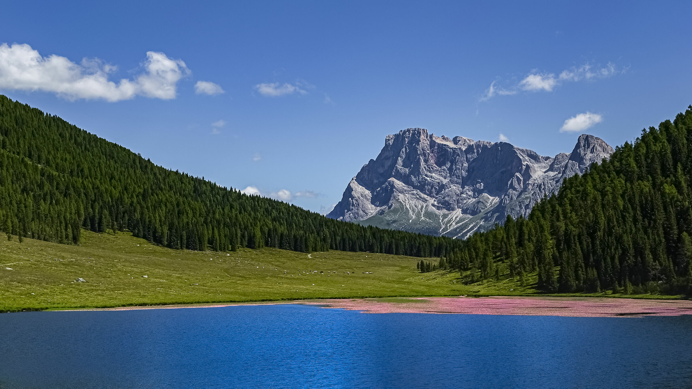 Flowering in the lake