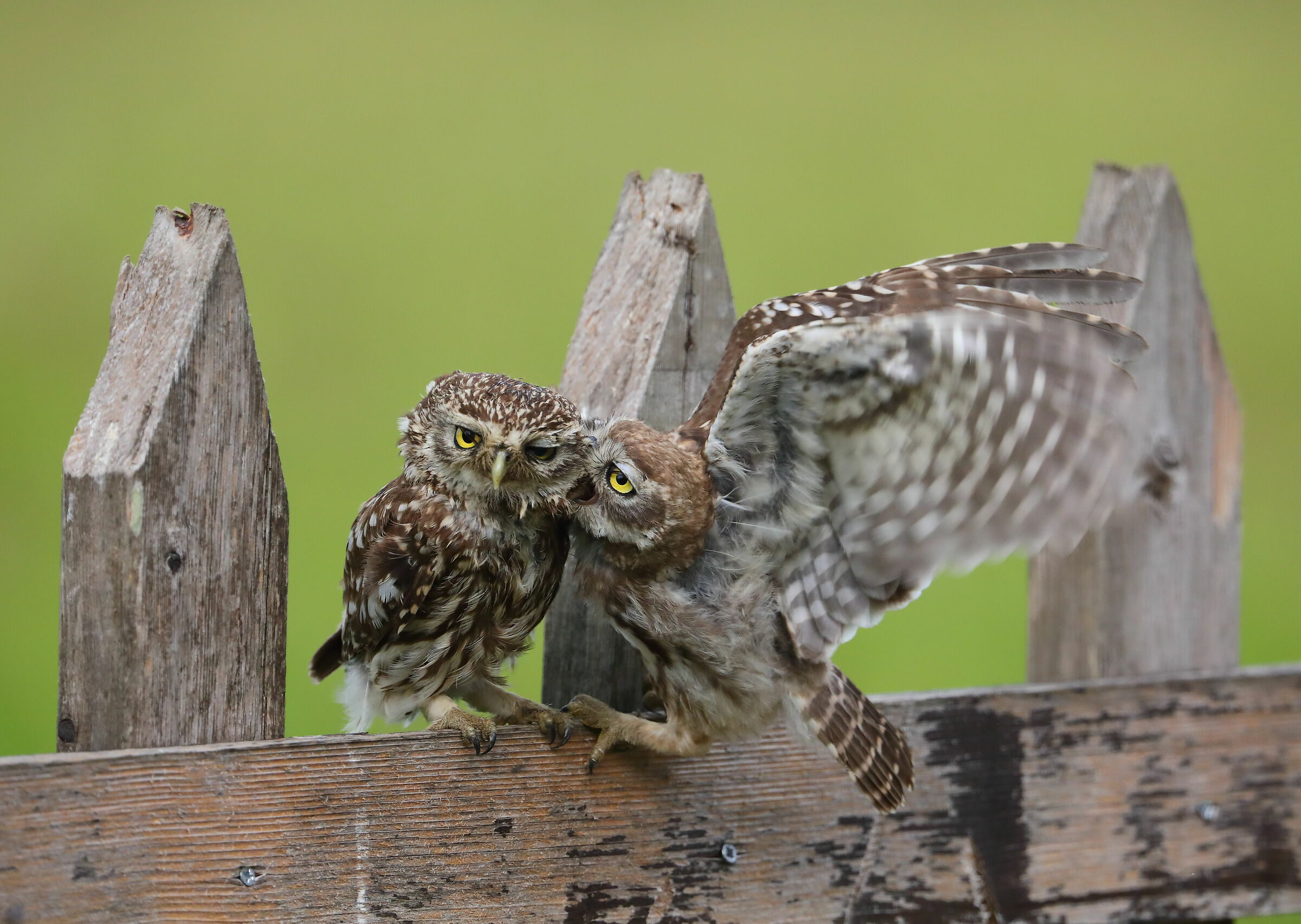Civette (Athene noctua)