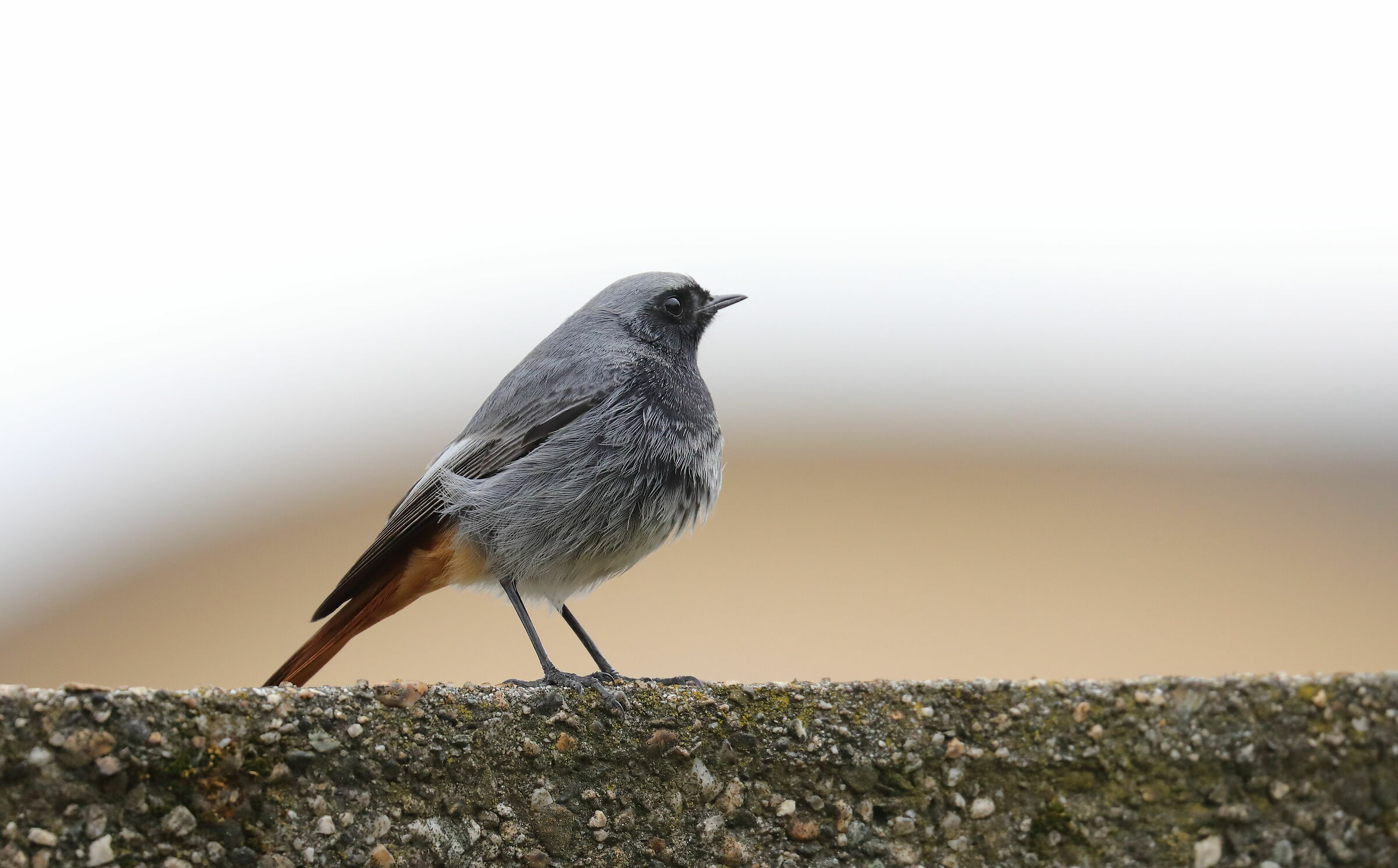 Codirosso spazzacamino (Phoenicurus ochruros)