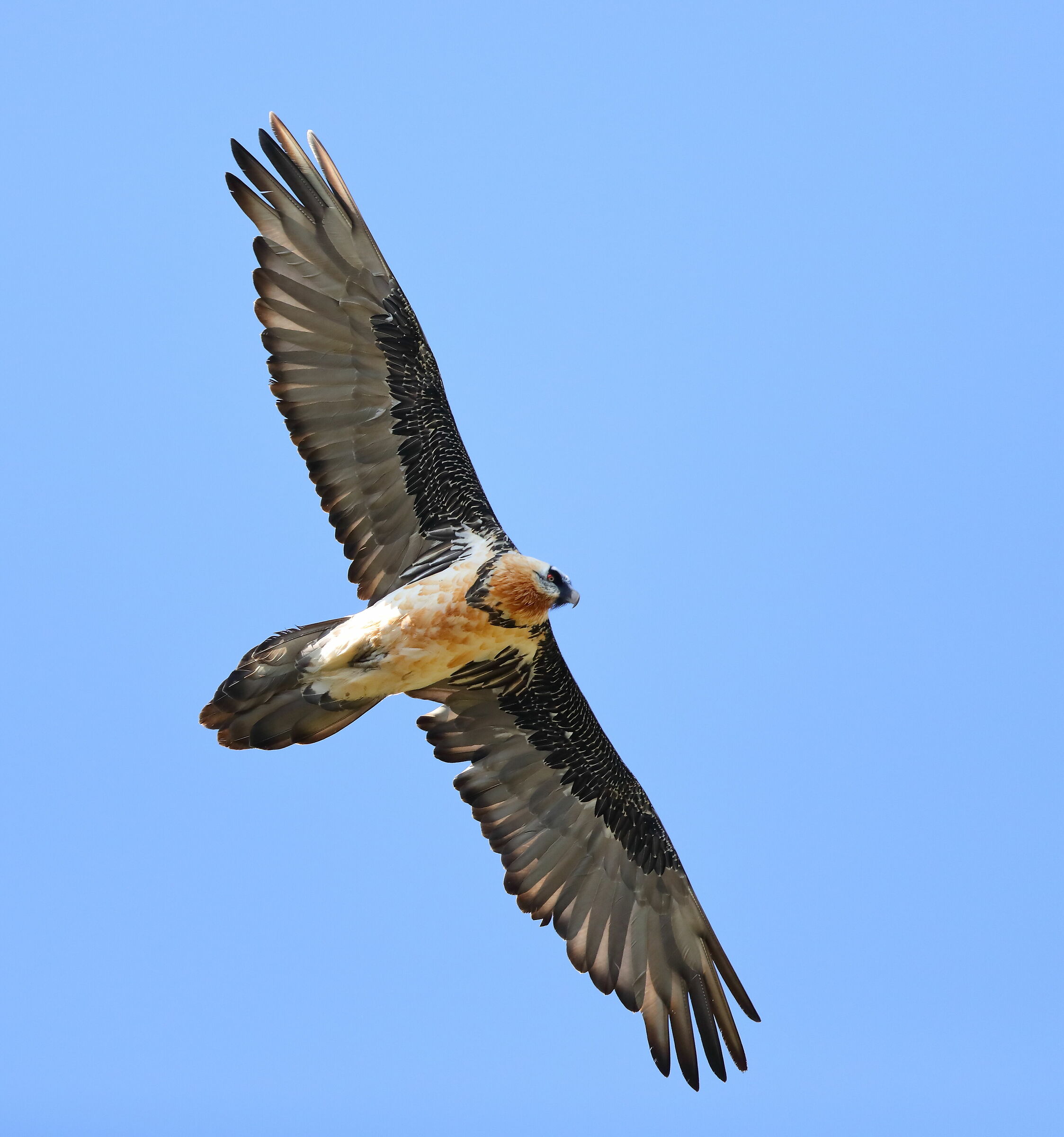 Gipeto (Gypaetus barbatus)