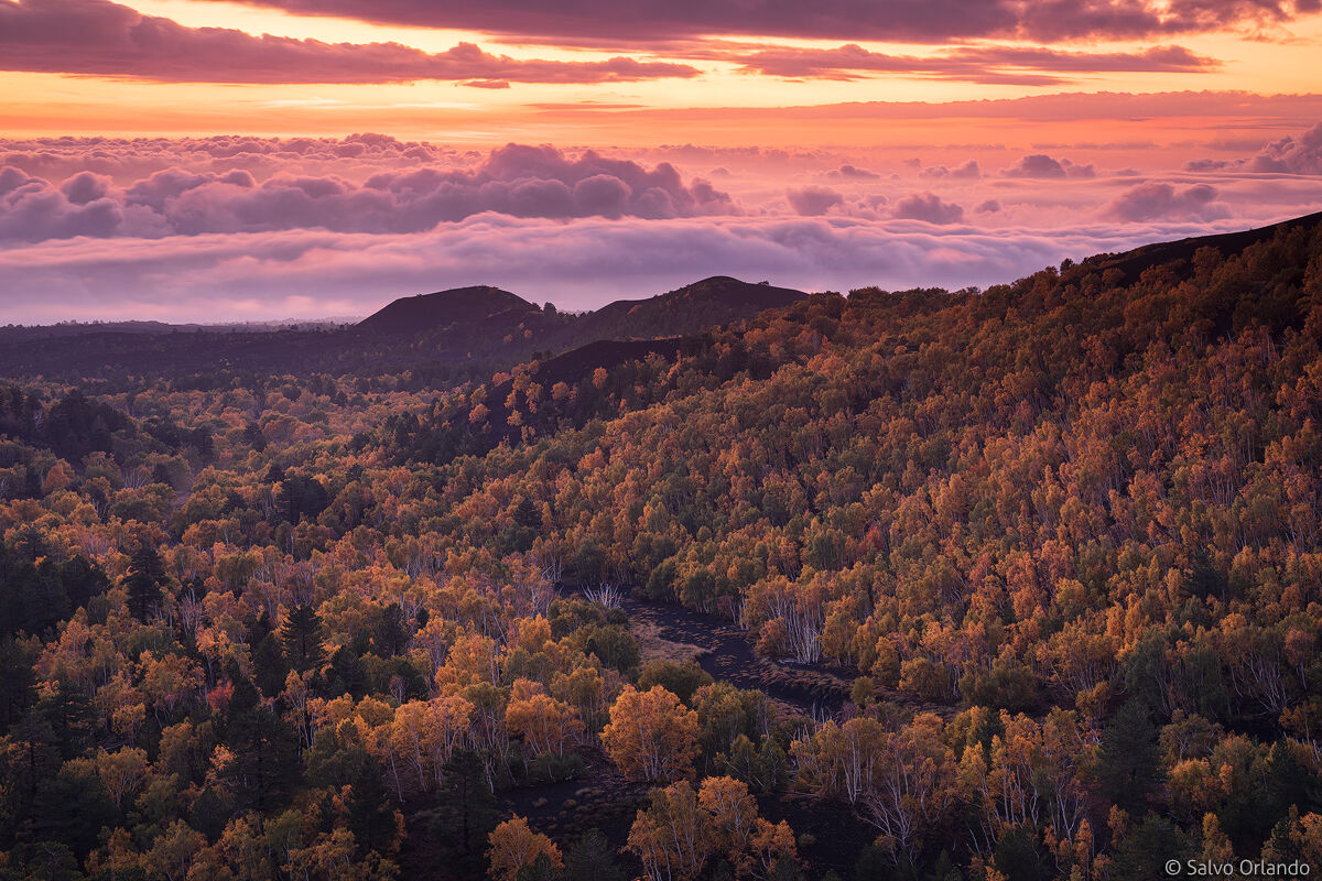 Birches forest at sunrise