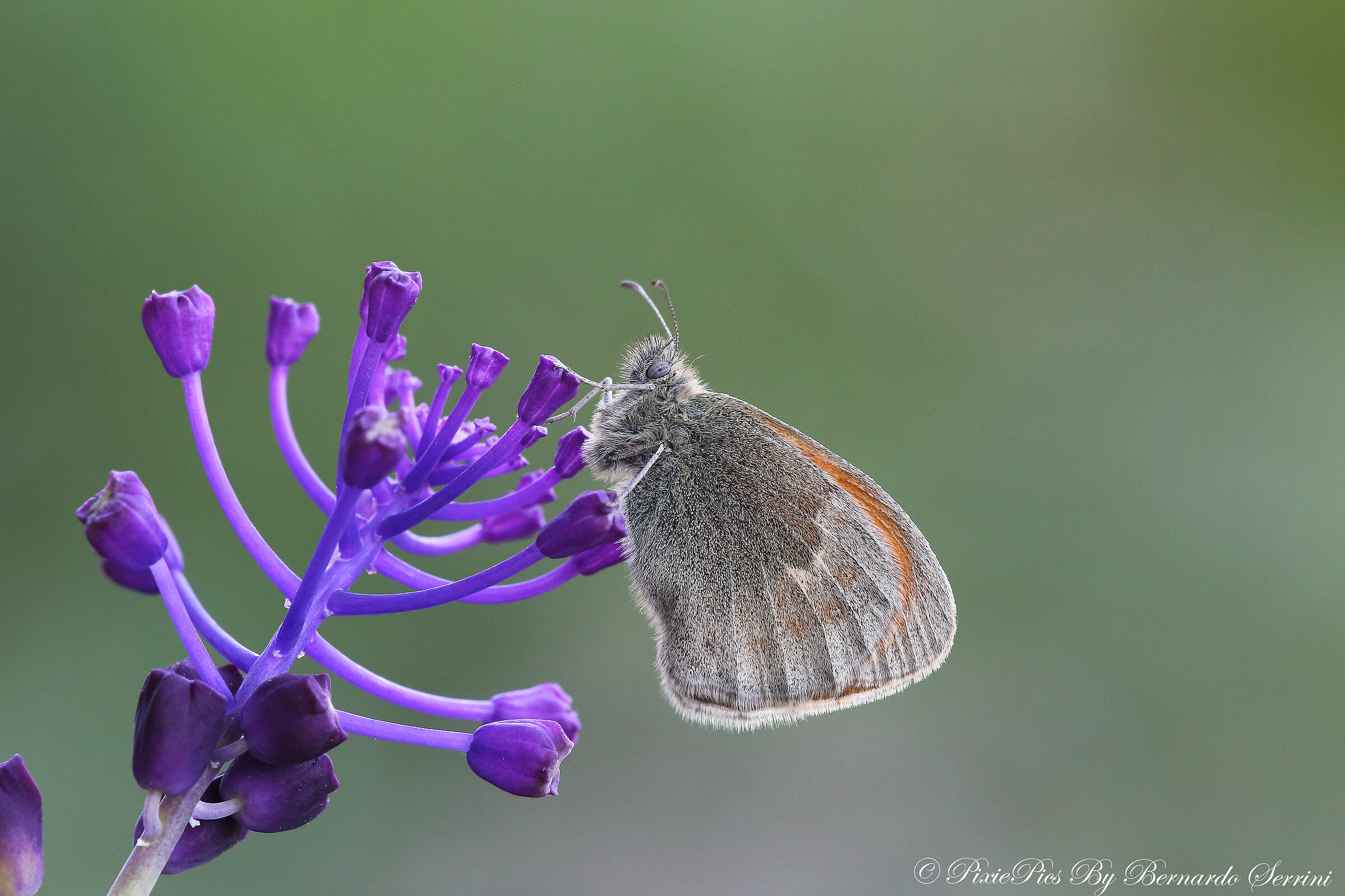 Coenonympha pamphilus