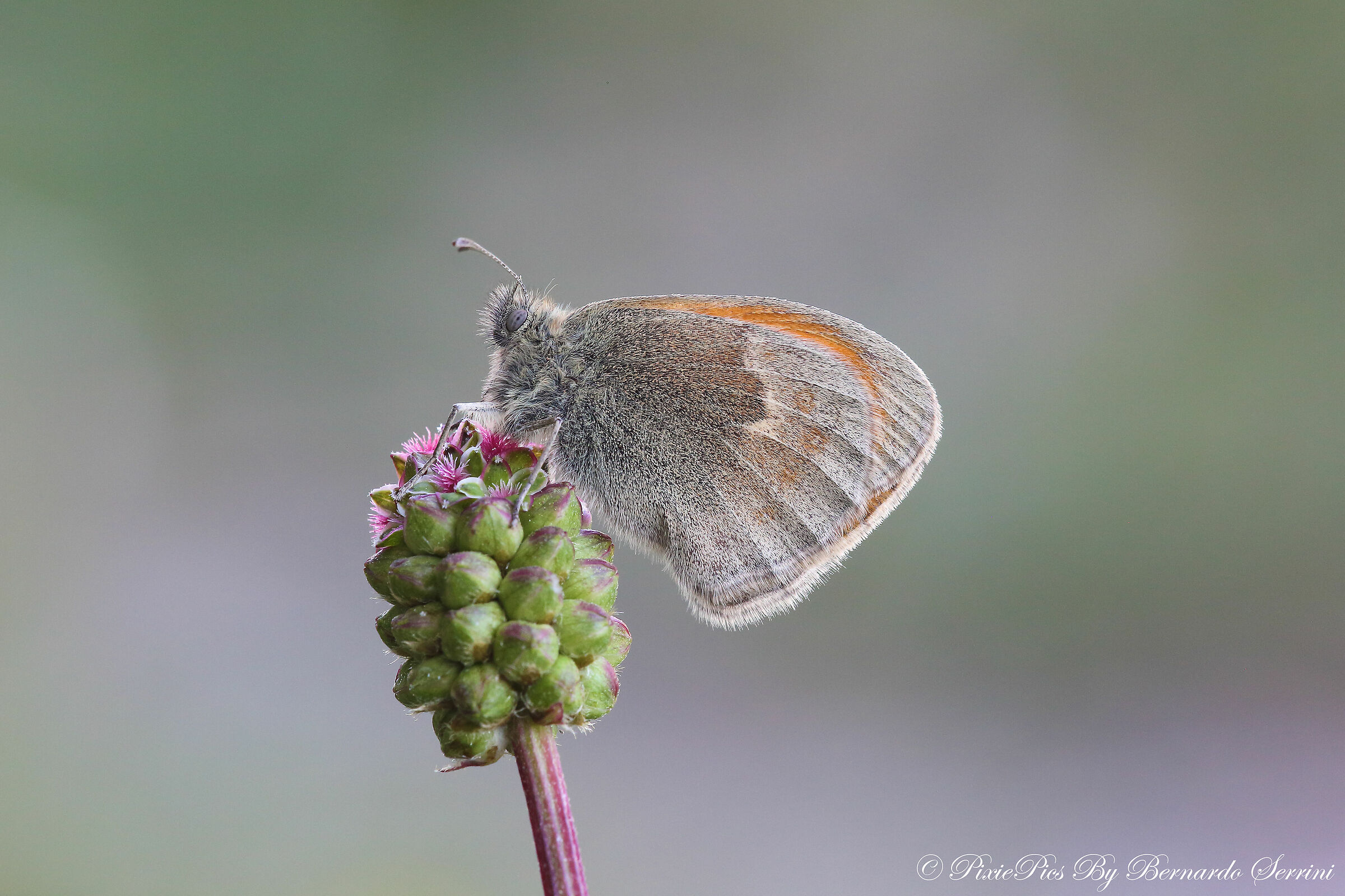 Coenonympha pamphilus