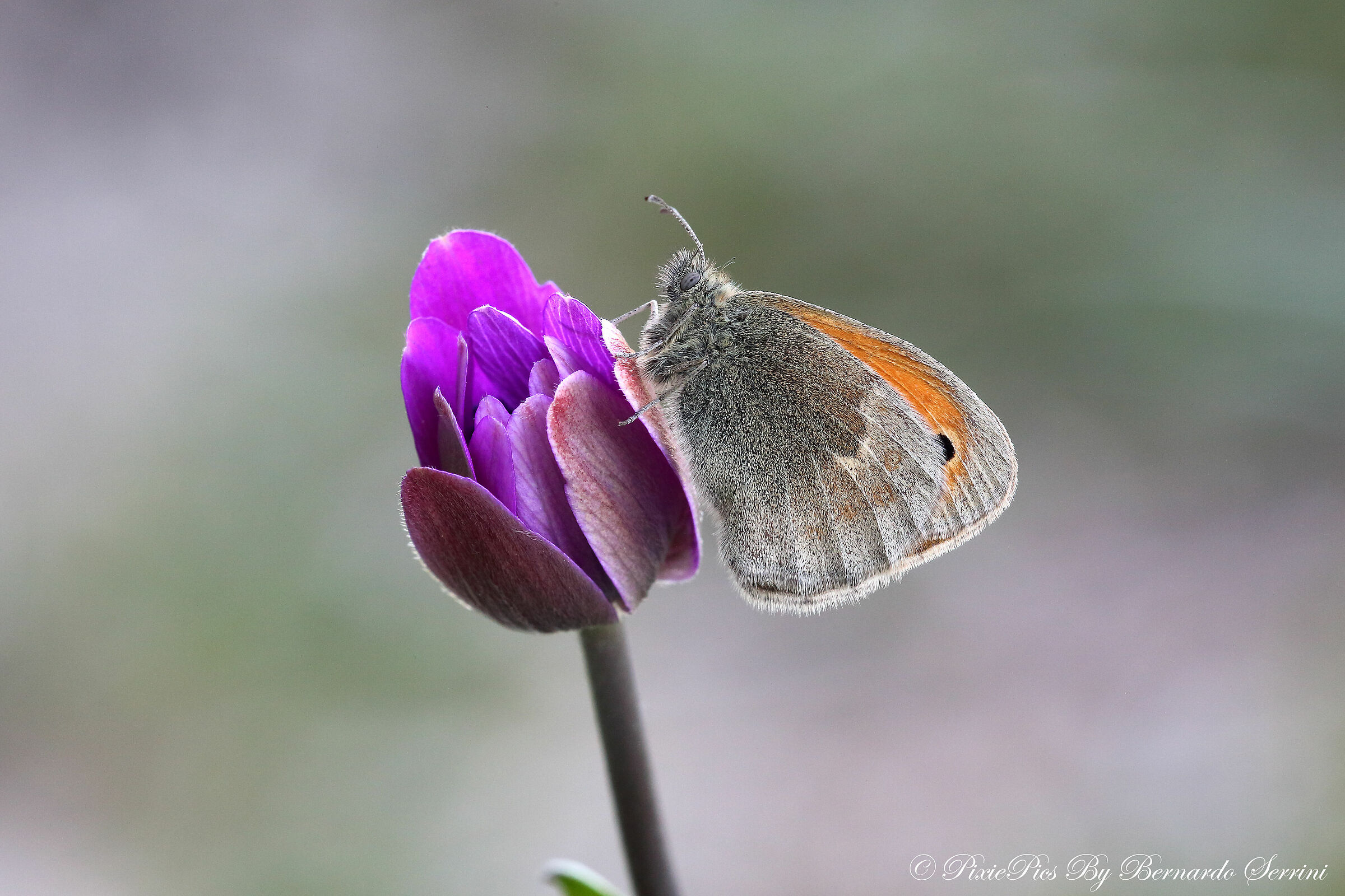 Coenonympha pamphilus