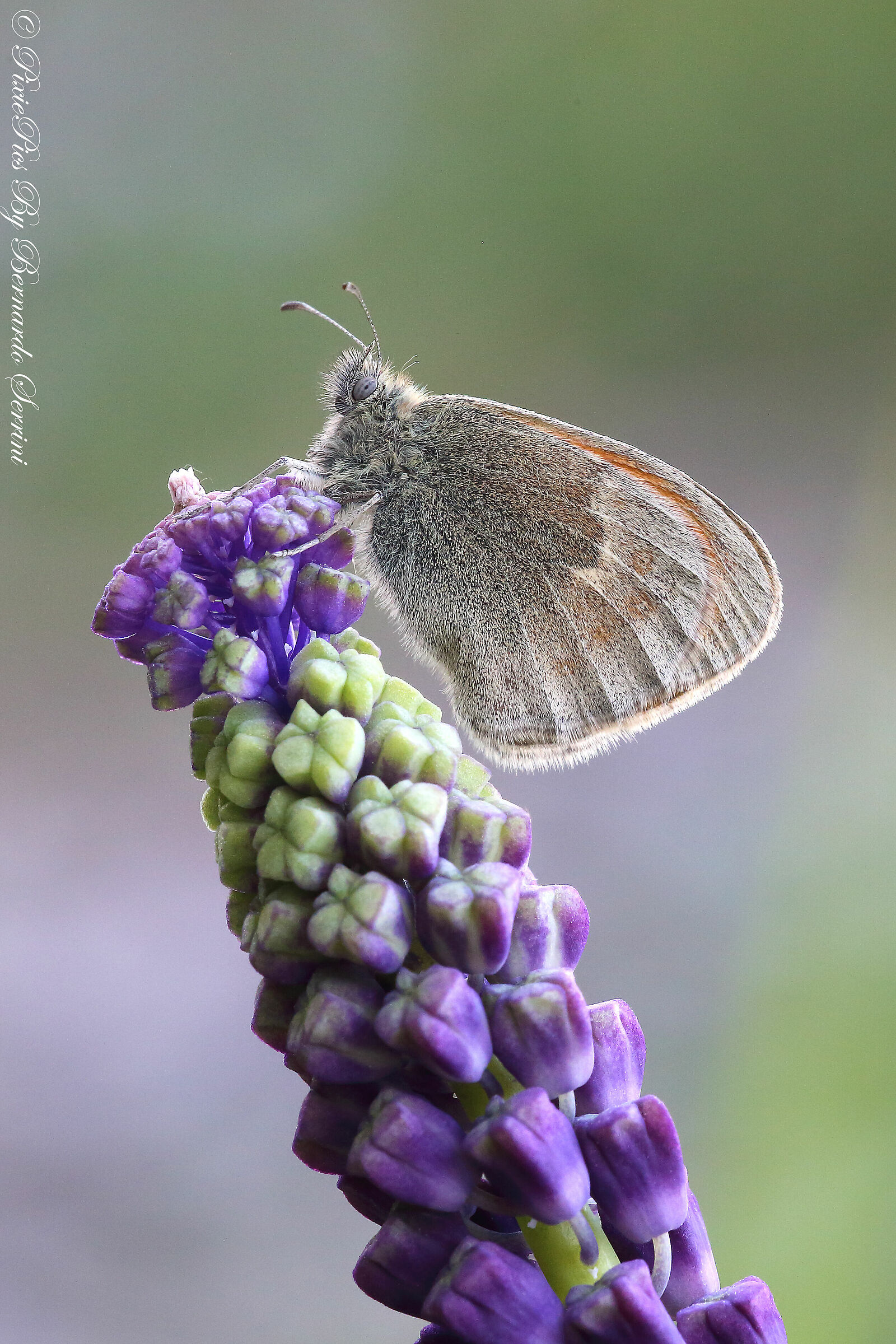 Coenonympha pamphilus