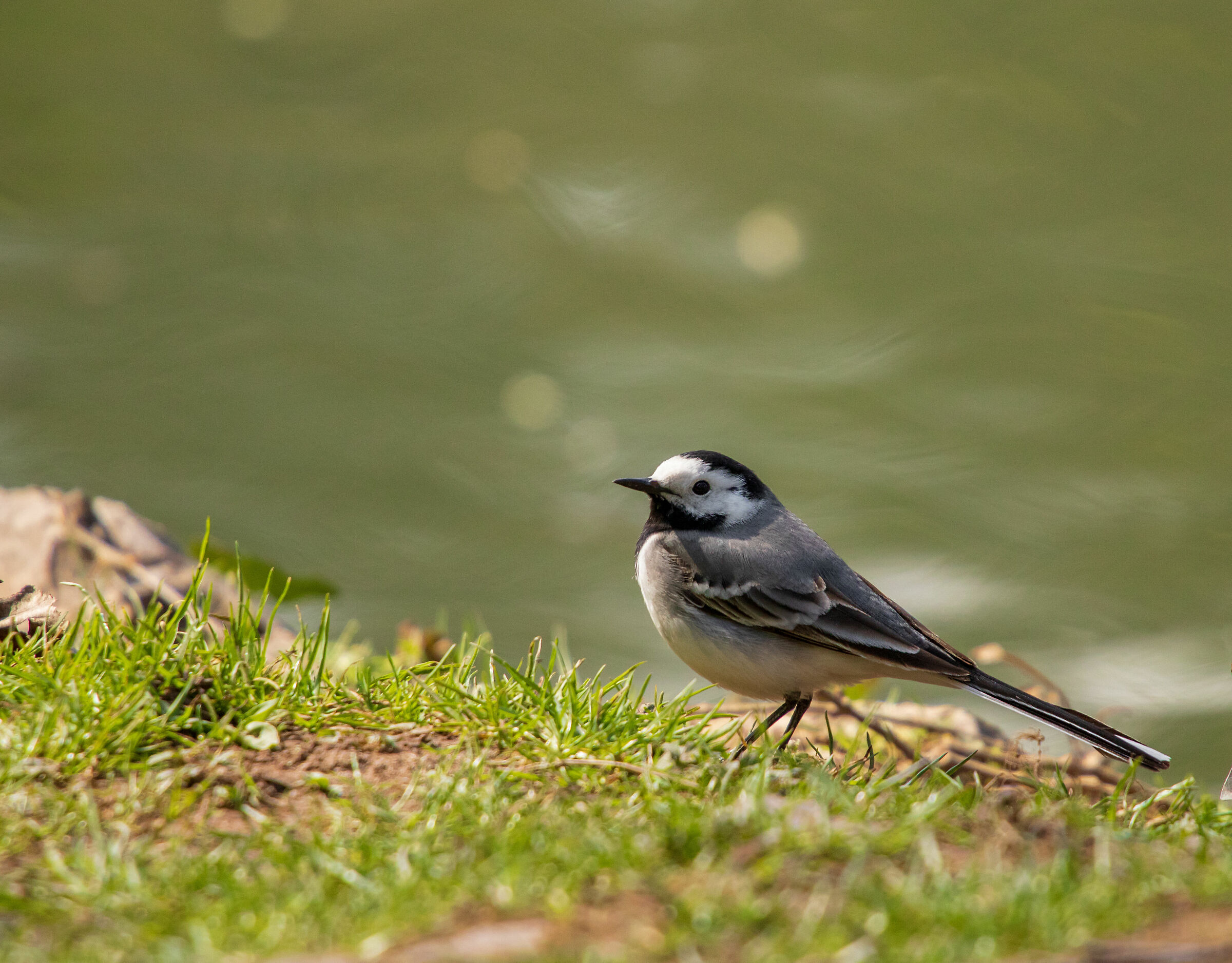 White Wagtail (Motacilla alba)