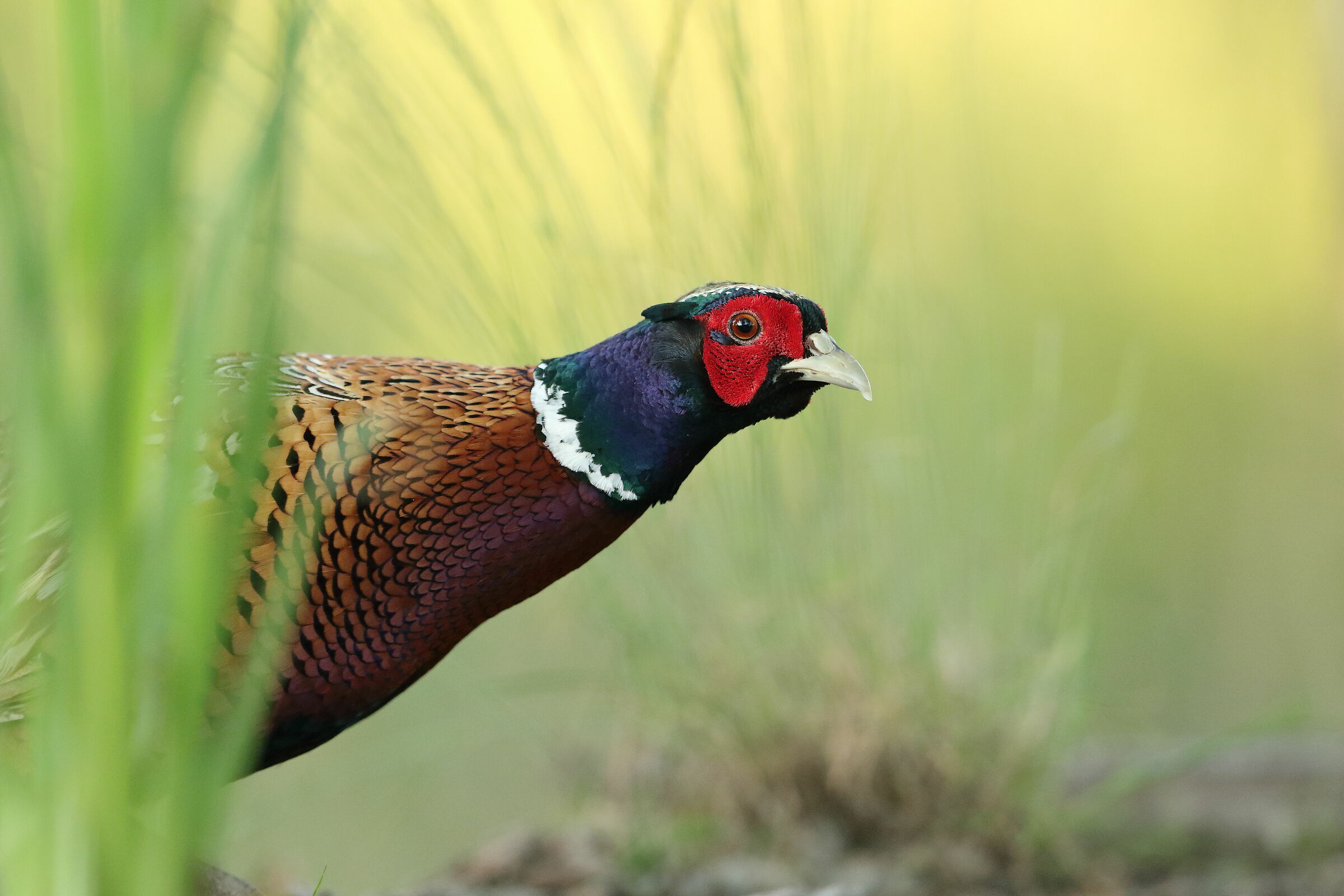 Fagiano (Phasianus colchicus)