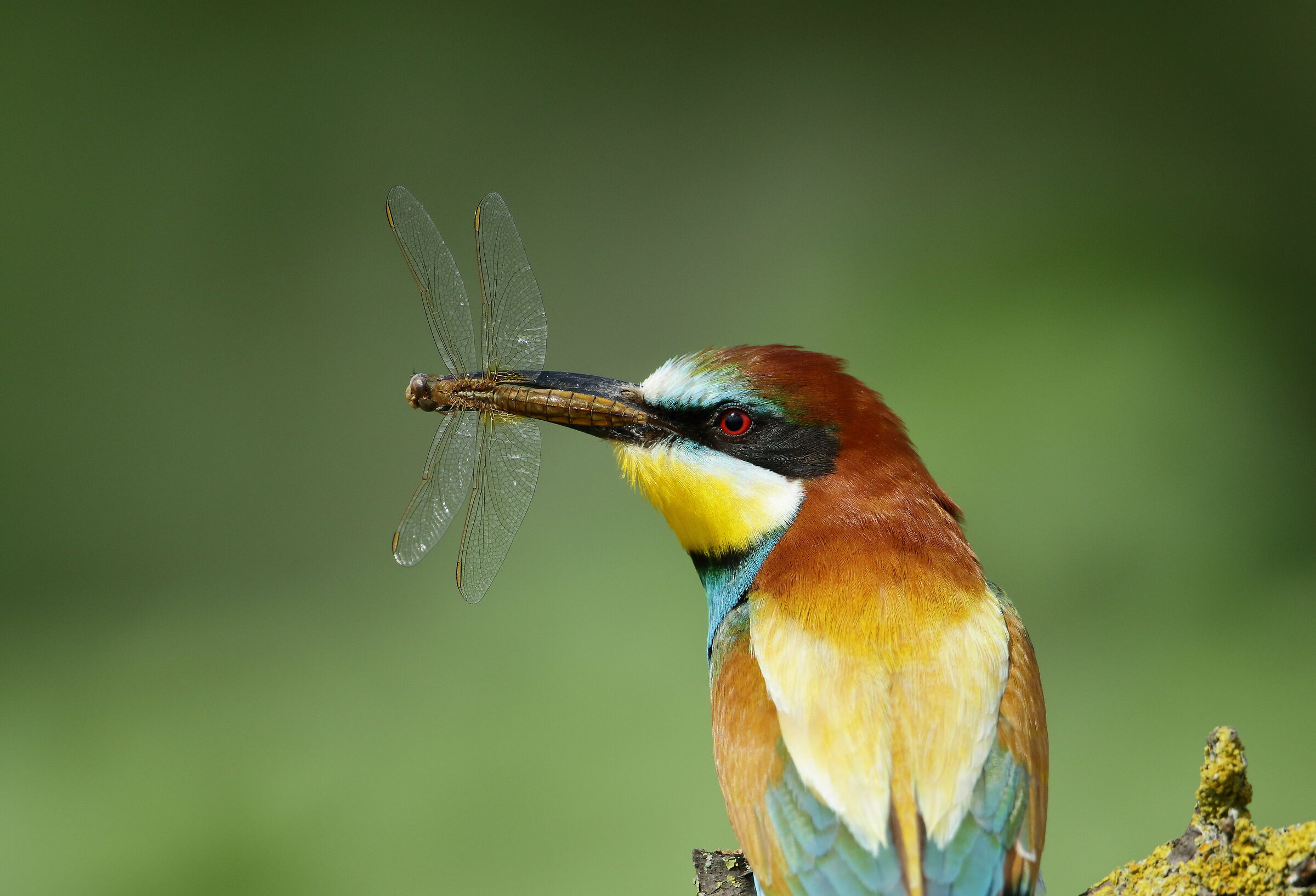 Gruccione (Merops apiaster)