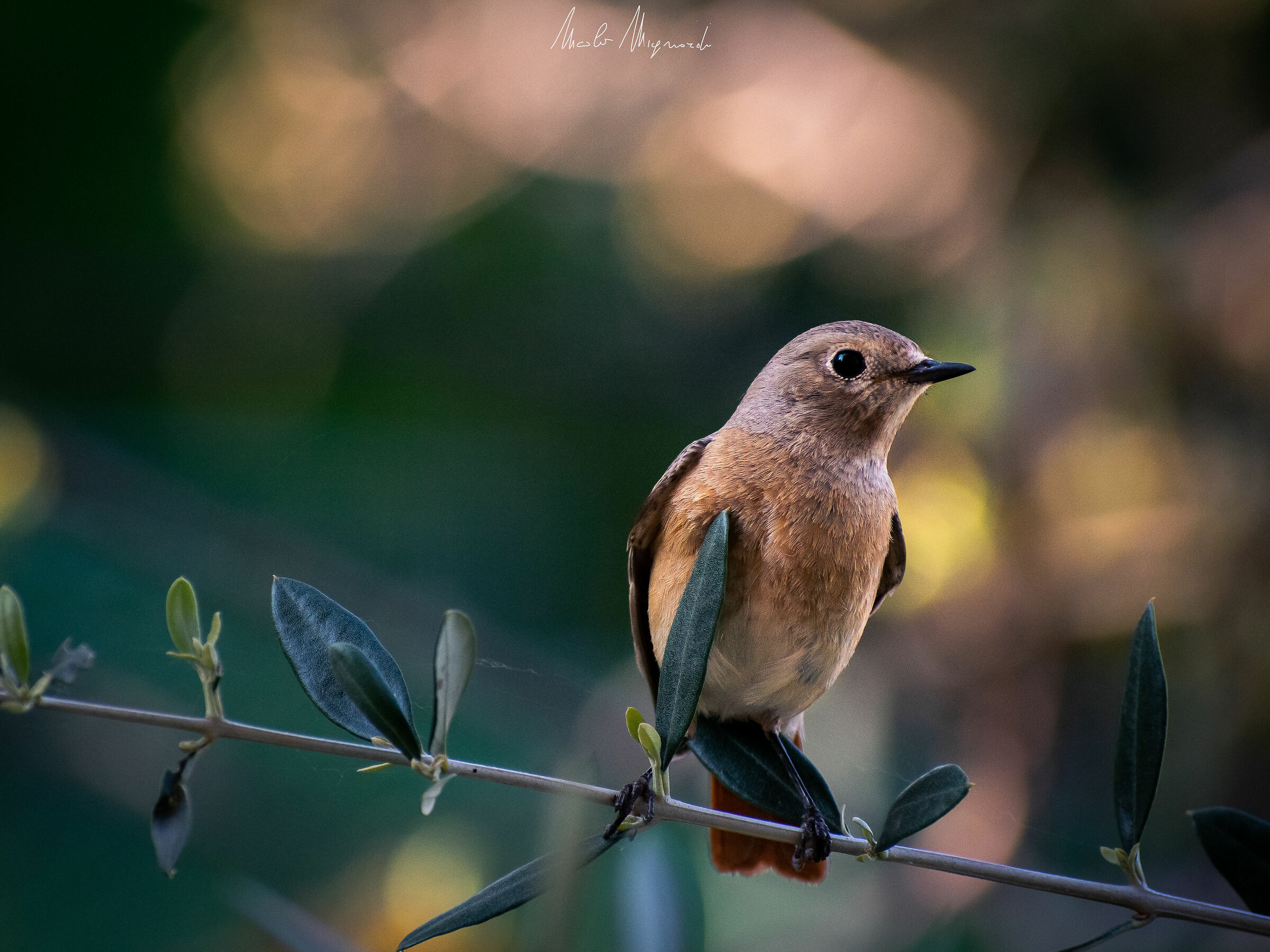 Phoenicurus phoenicurus