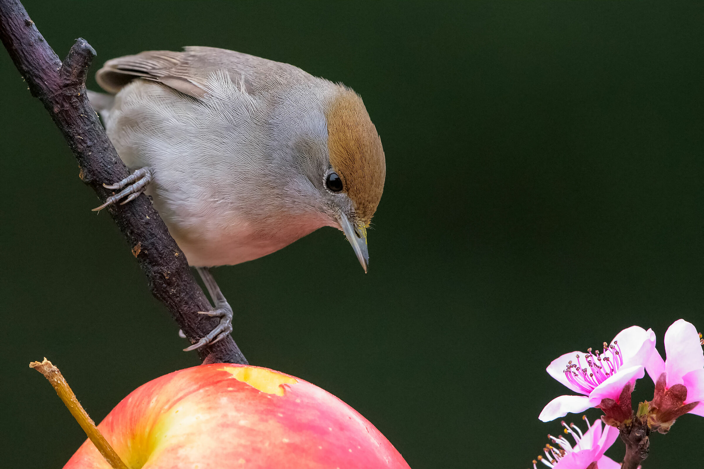 la tentazione della capinera