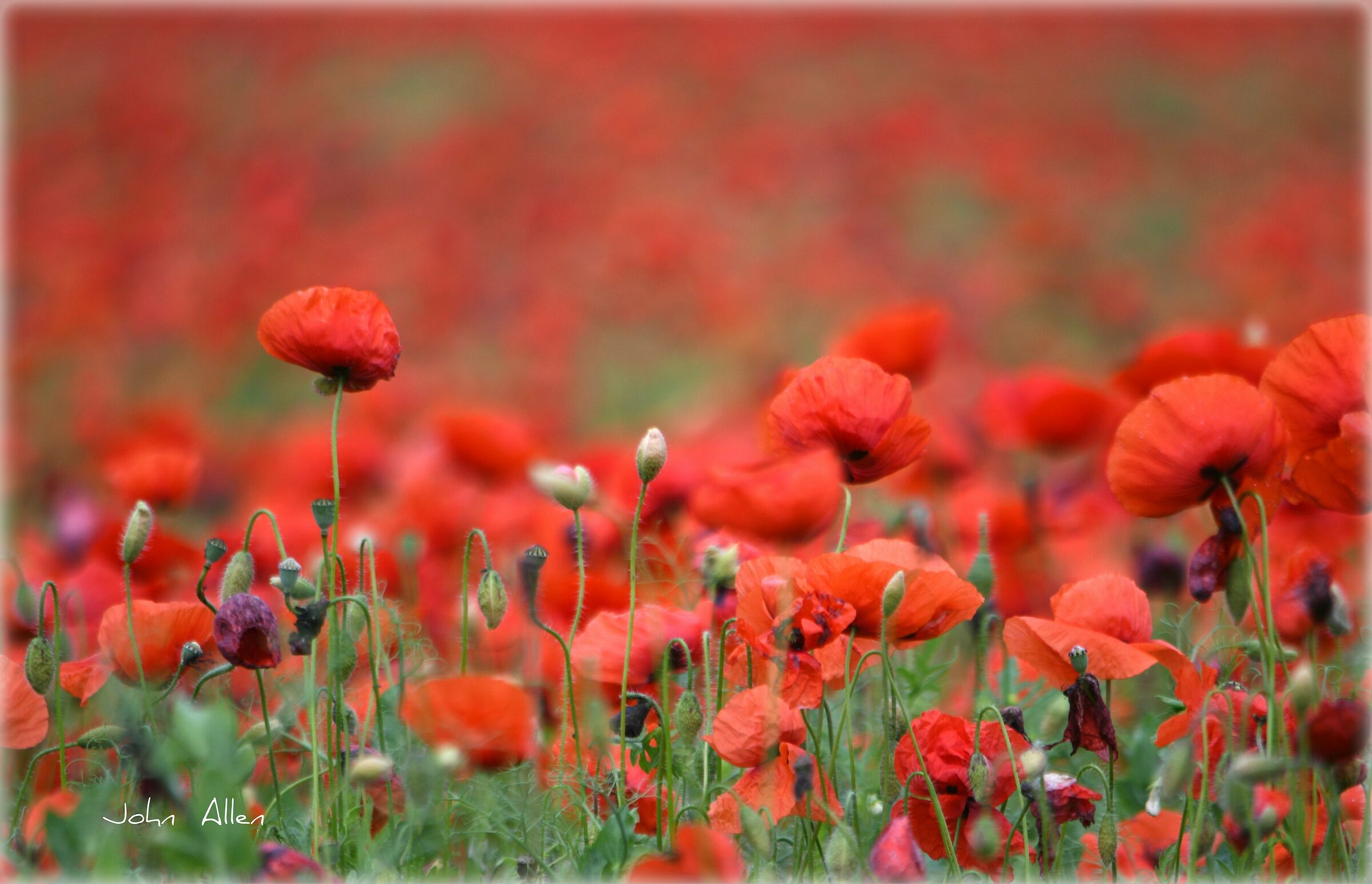 Poppies