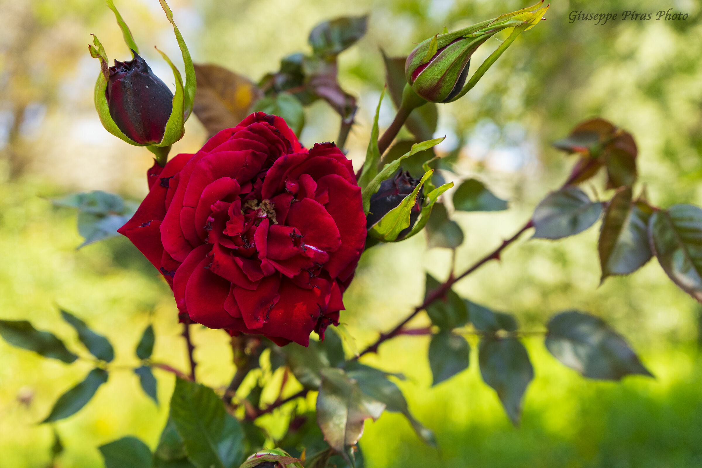 Red Passion, New1002