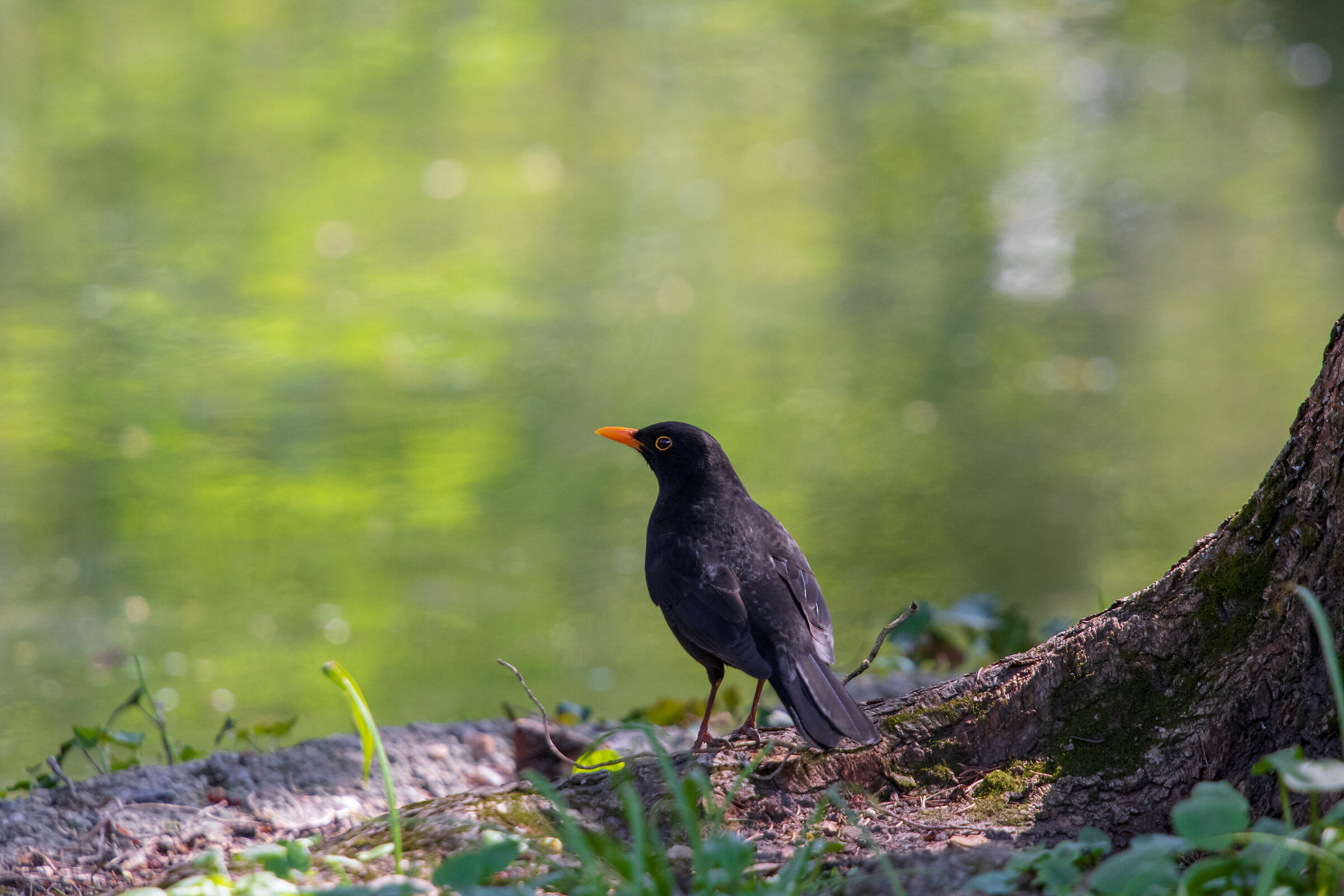 Common Blackbird (Turdus merula)