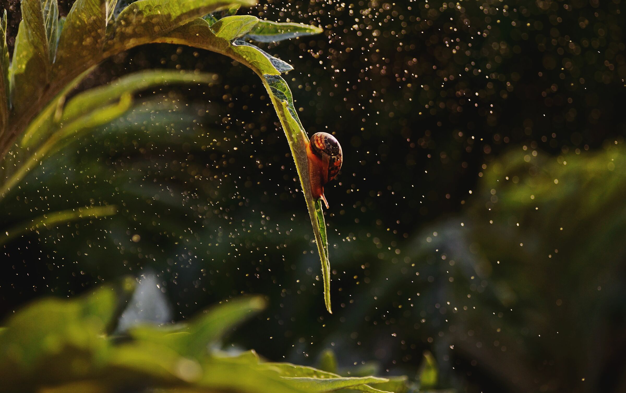 Natural Water Park, California