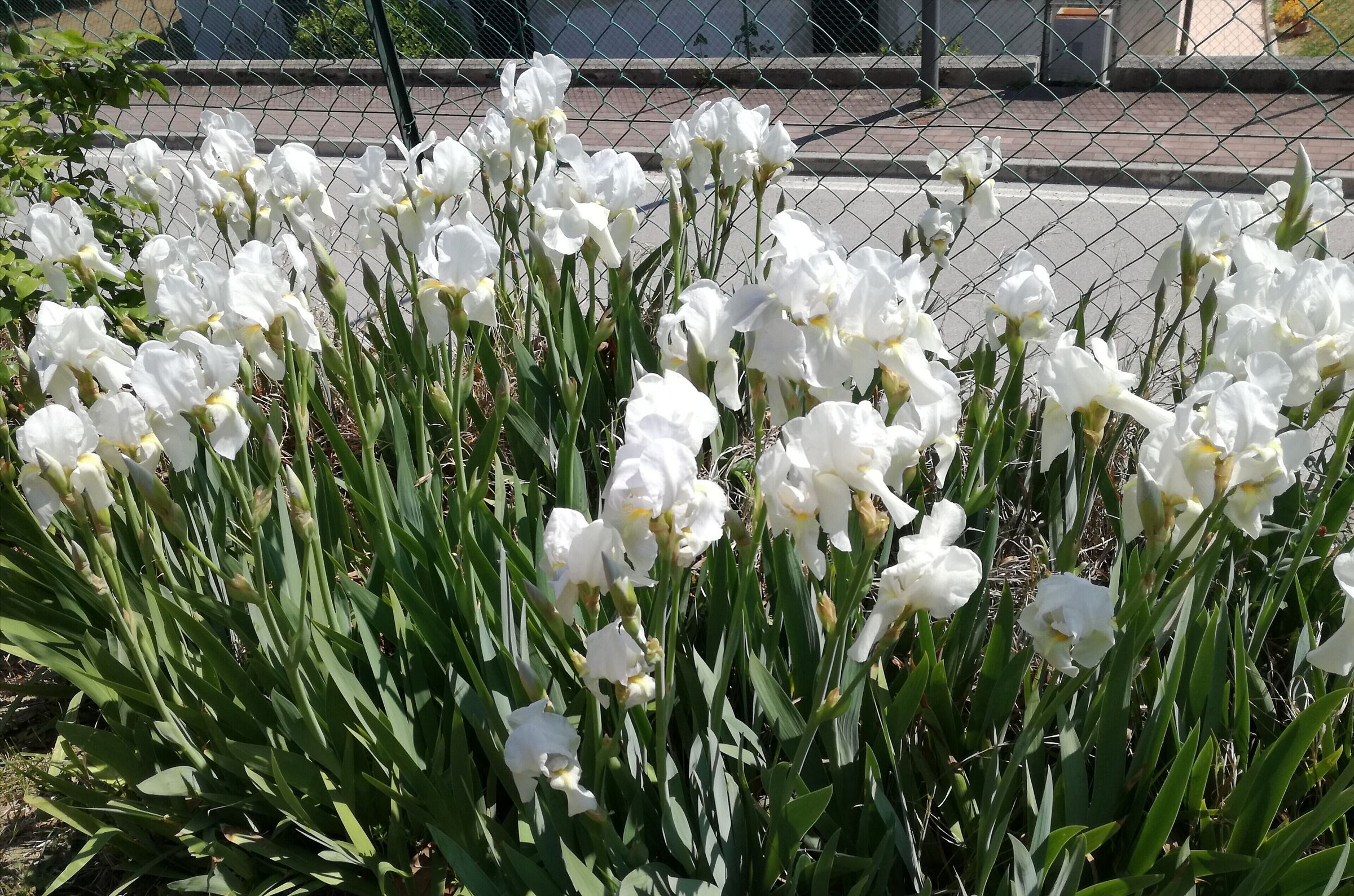 The lilies of my garden