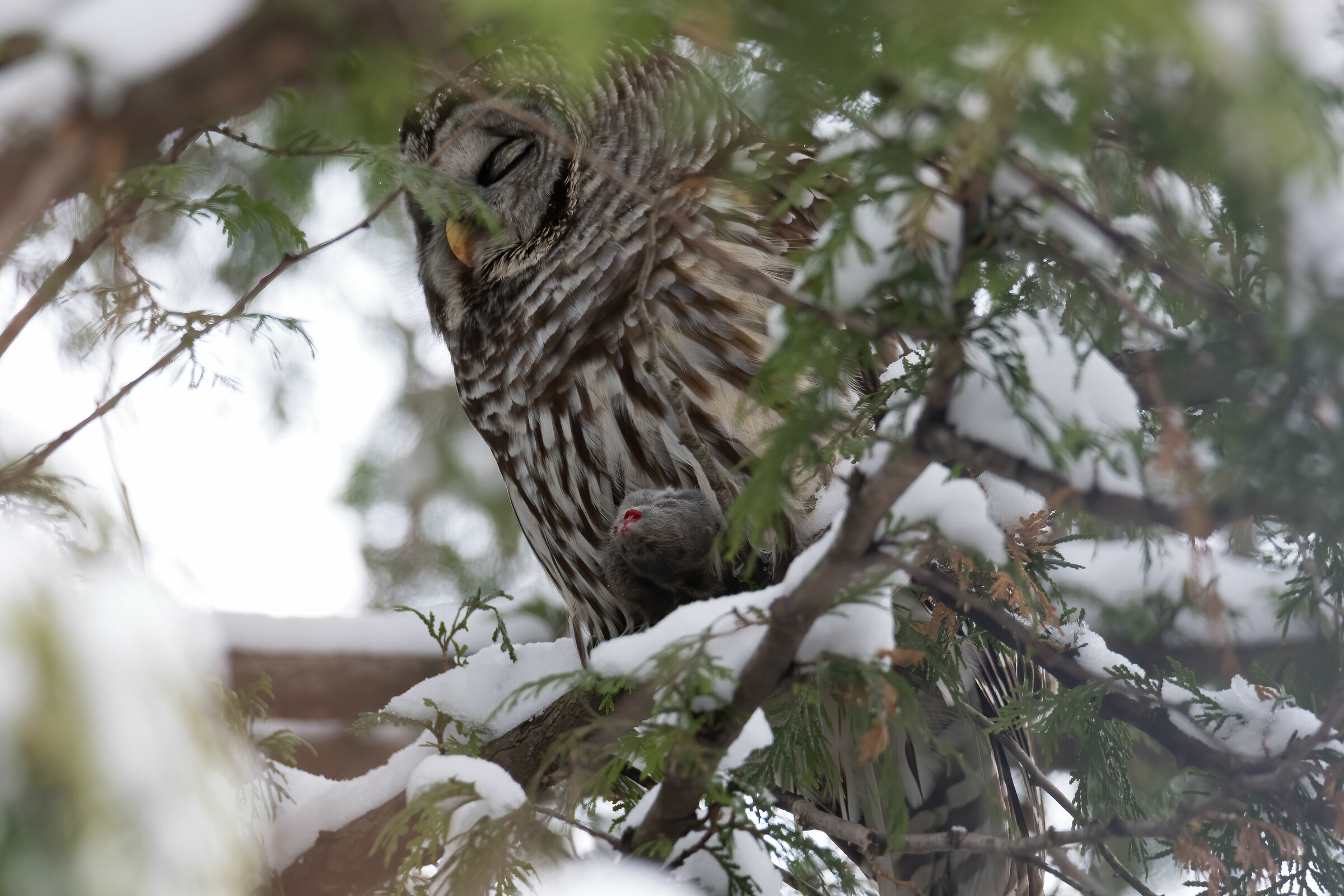 Strikethrough with breakfast ready
