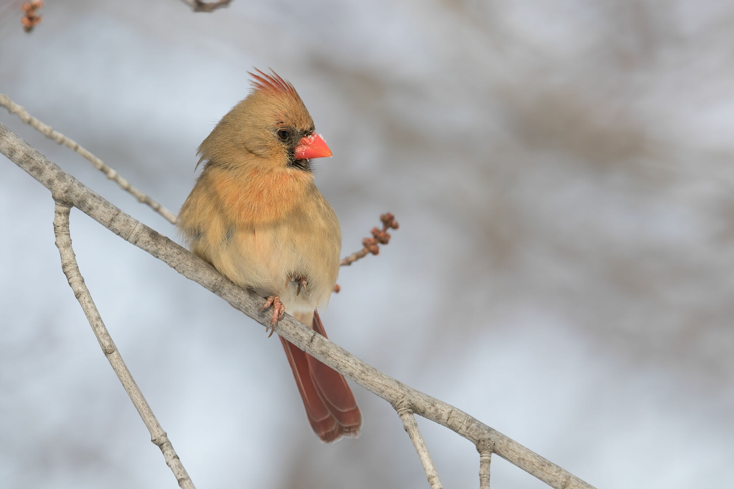 Northern Cardinal Female, Waiting for the Male