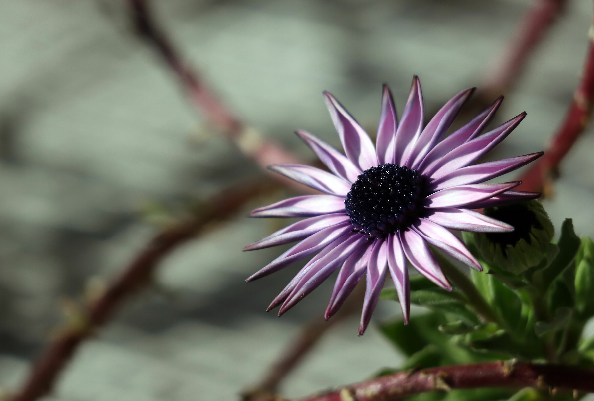 osteospermum ecklonis 1