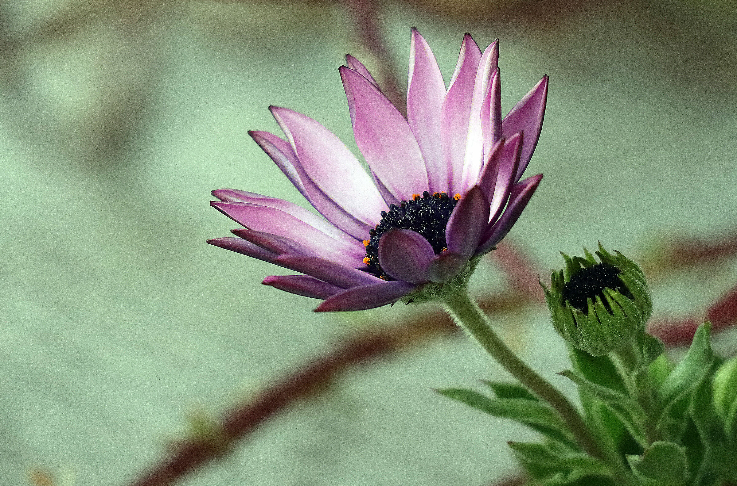 osteospermum ecklonis 2