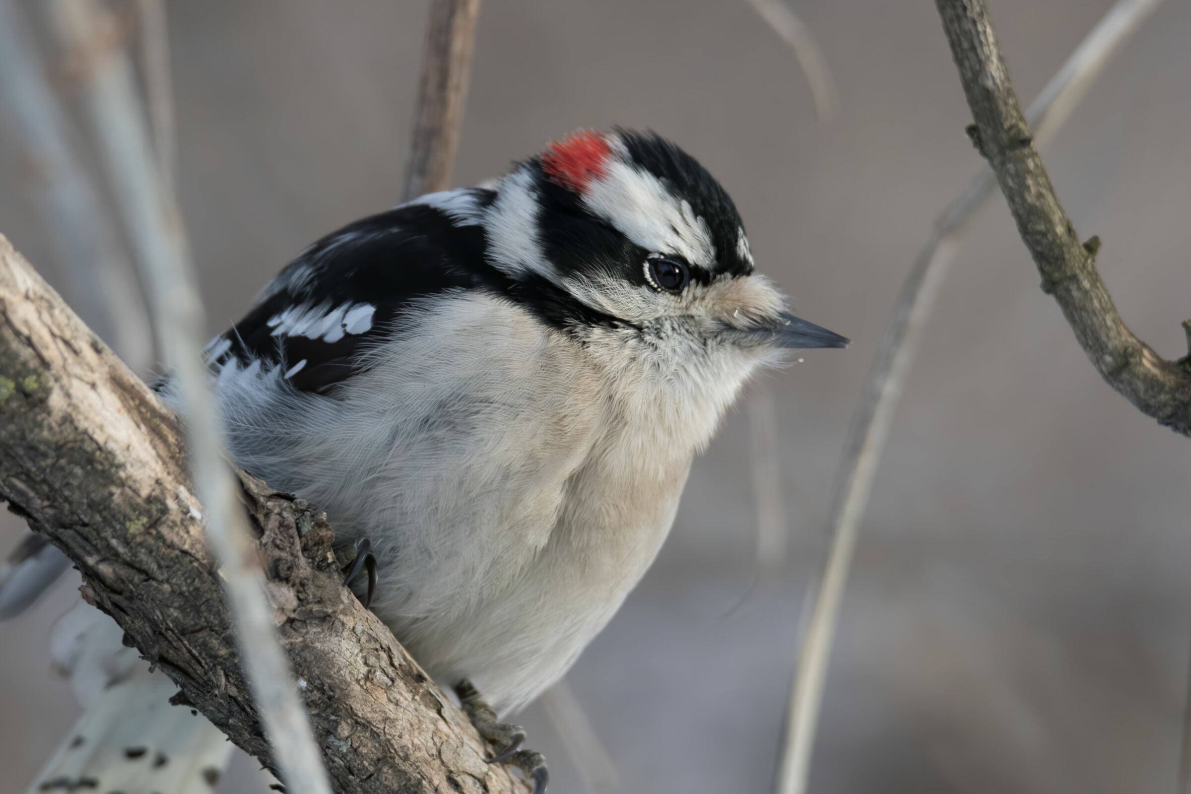 Macro Red Woodpecker