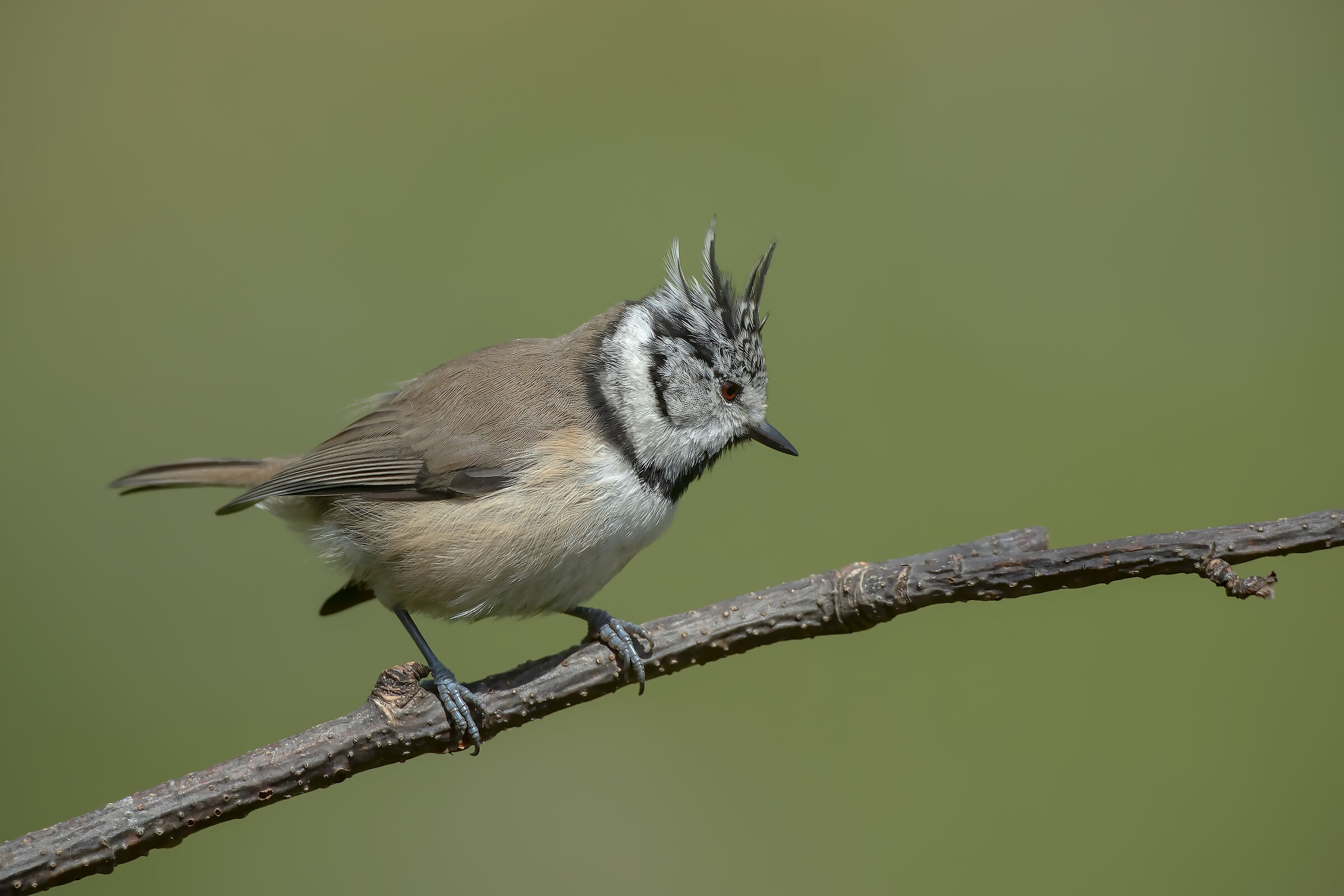 Cincia dal ciuffo - Estate 2019